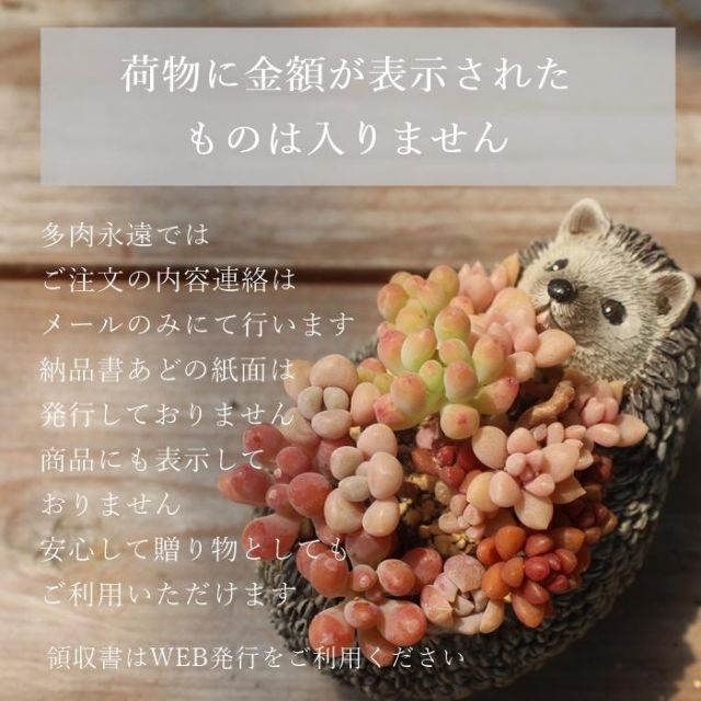 韓国苗 エケベリア おまかせ5種類セット アソート 多肉植物 S～Mサイズ カット苗や根付き苗 3cmから7cm苗 名前付き 薔薇咲き ロゼット