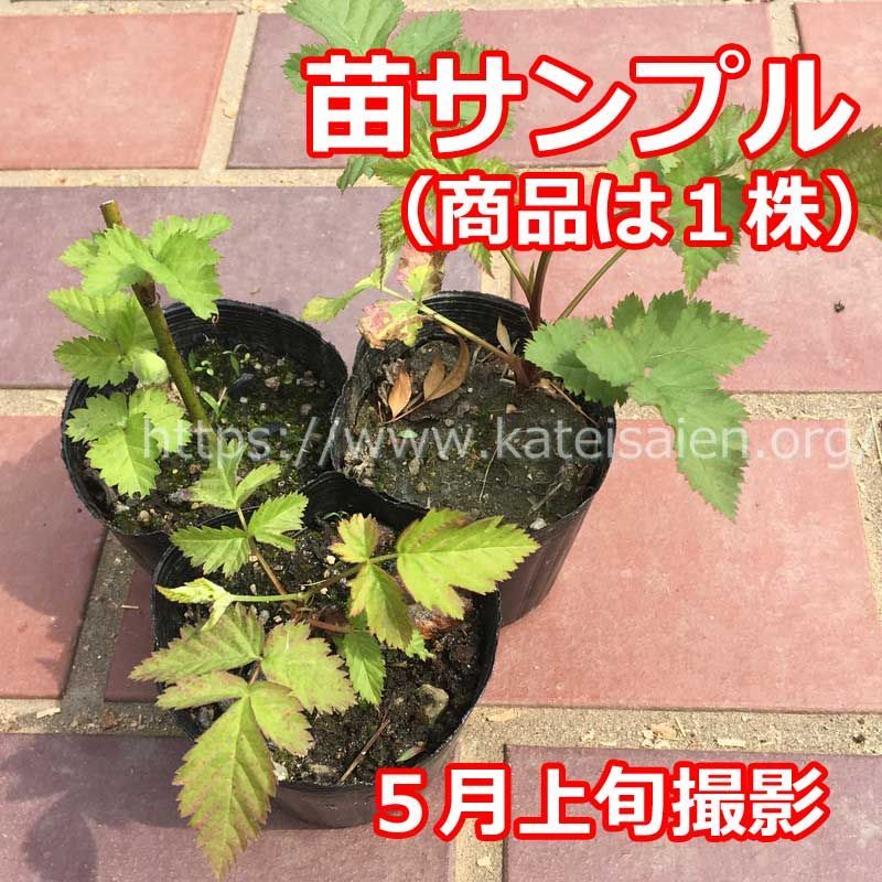 ■実付き ブラックベリー苗 トゲ無しボイセンベリー大苗 無農薬栽培♪ ボイソンベリー（大実ブラックベリー）：果樹苗 大実トゲなし