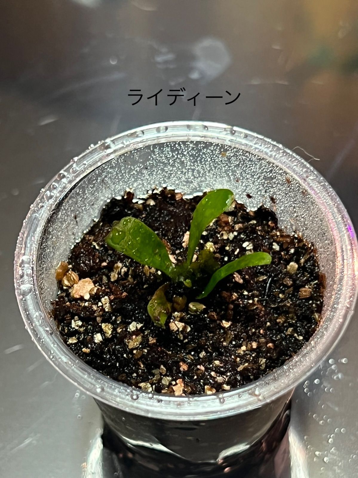 Rydeen ビカクシダ ライディーン - 植物/観葉植物