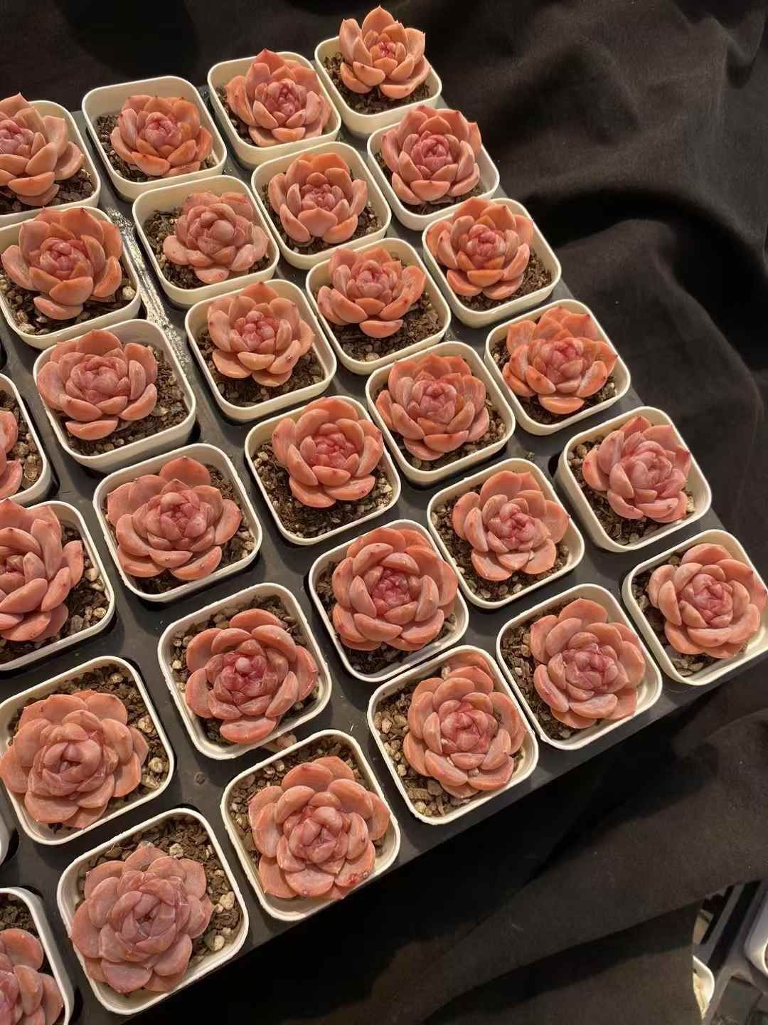 ロココ MY6×18鉢 抜き苗 多肉植物 エケベリア サボテン 韓国苗 新入荷