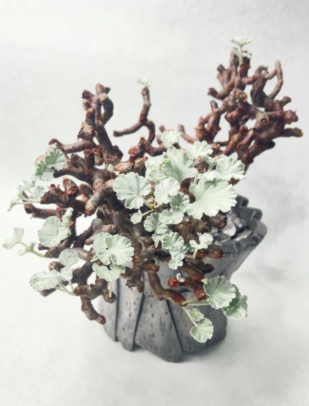 ペラルゴニウム　ミラビレ(大株良型)枝振り枝密度最高、微発根 ペラルゴニウム ミラビレ(大株良型)枝振り枝密度最高、微発根