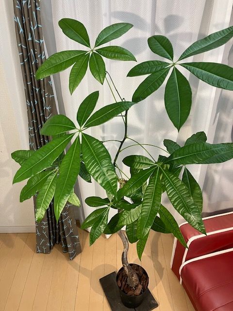 パキラ♪ パキラ（幹曲がり樹形）A8 観葉植物 現物販売 パキラ（発財樹