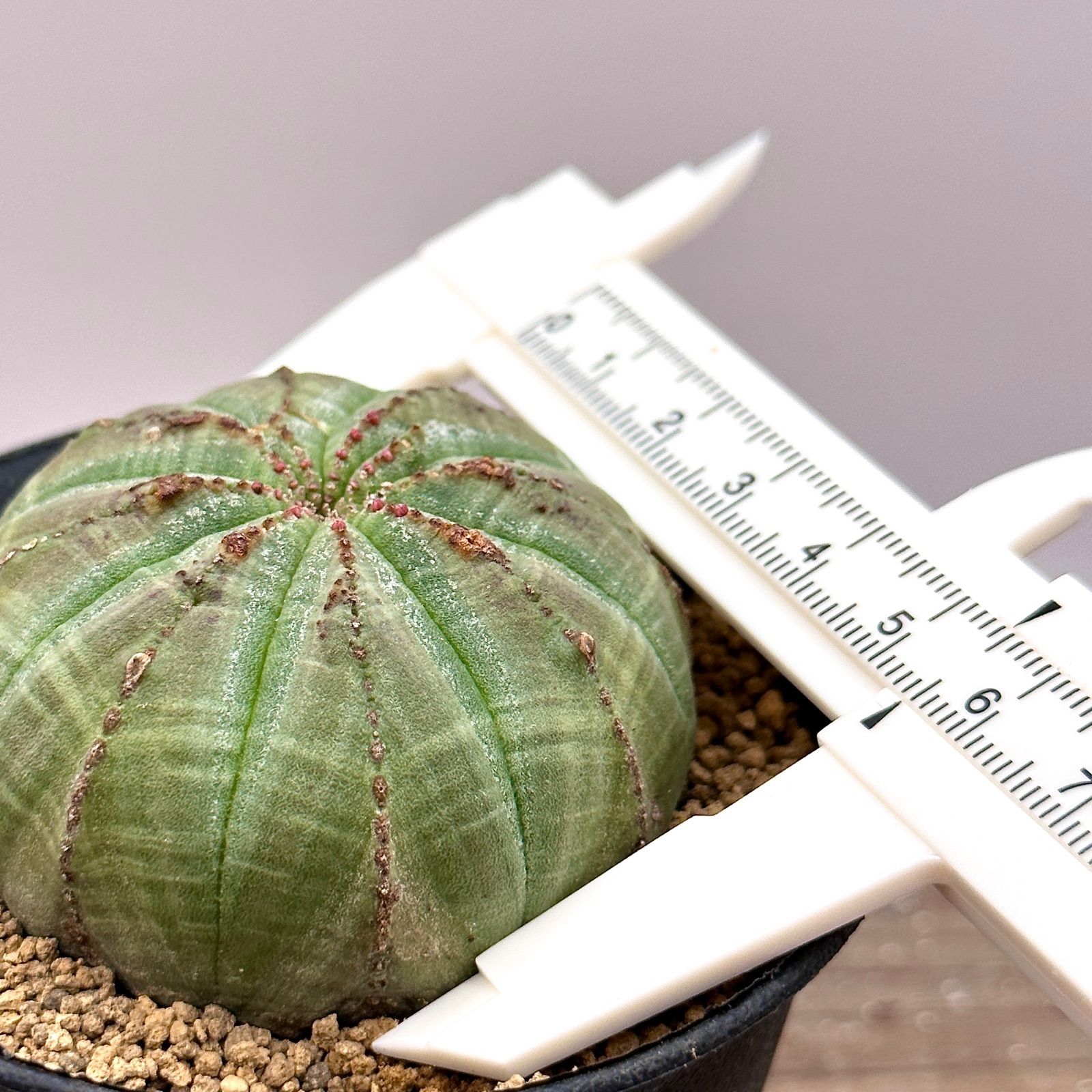 ユーフォルビア オベサ 実生 多肉植物 塊根植物 コーデックス