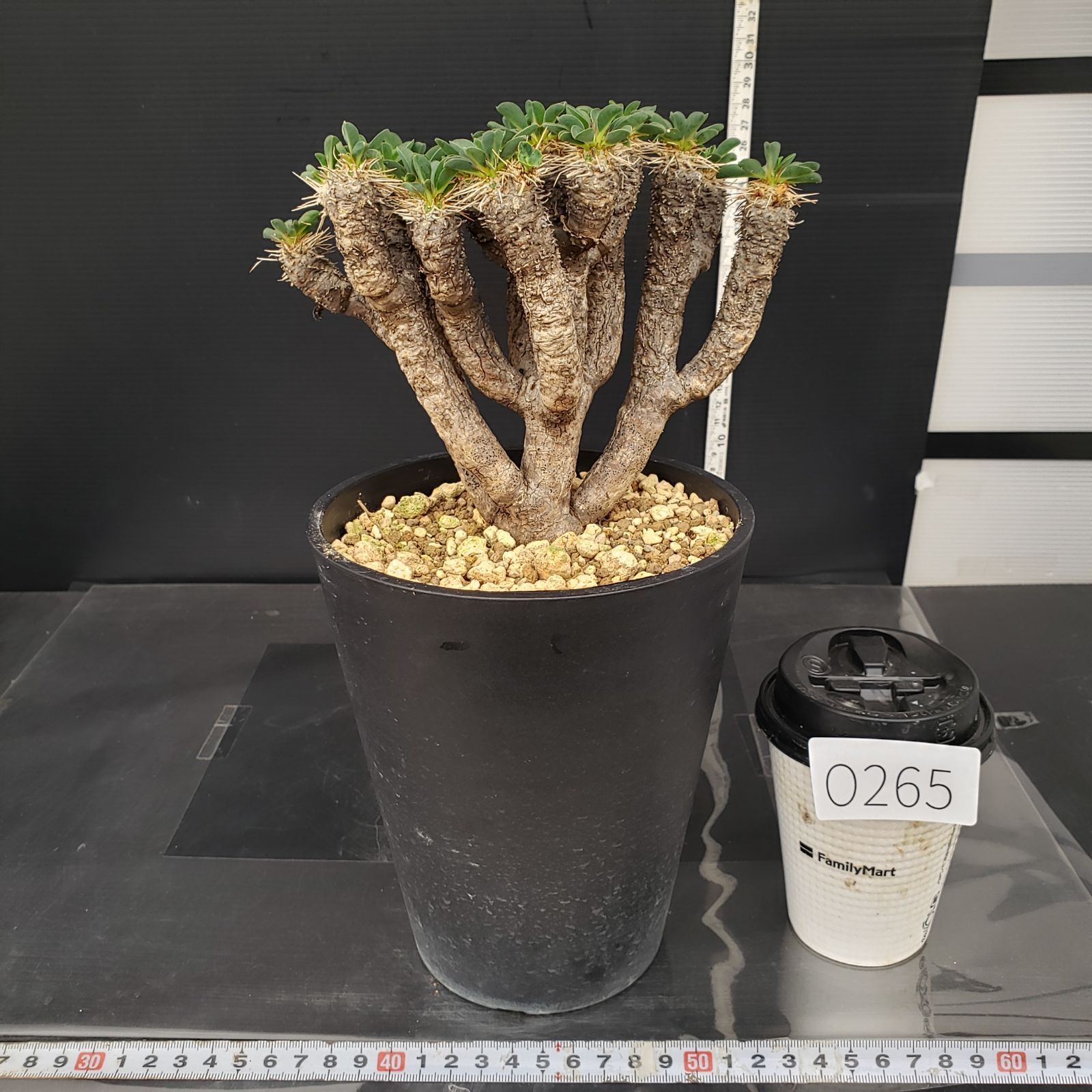 O265【自社養生株】ユーフォルビア ギラウミニアナ（現地球・発