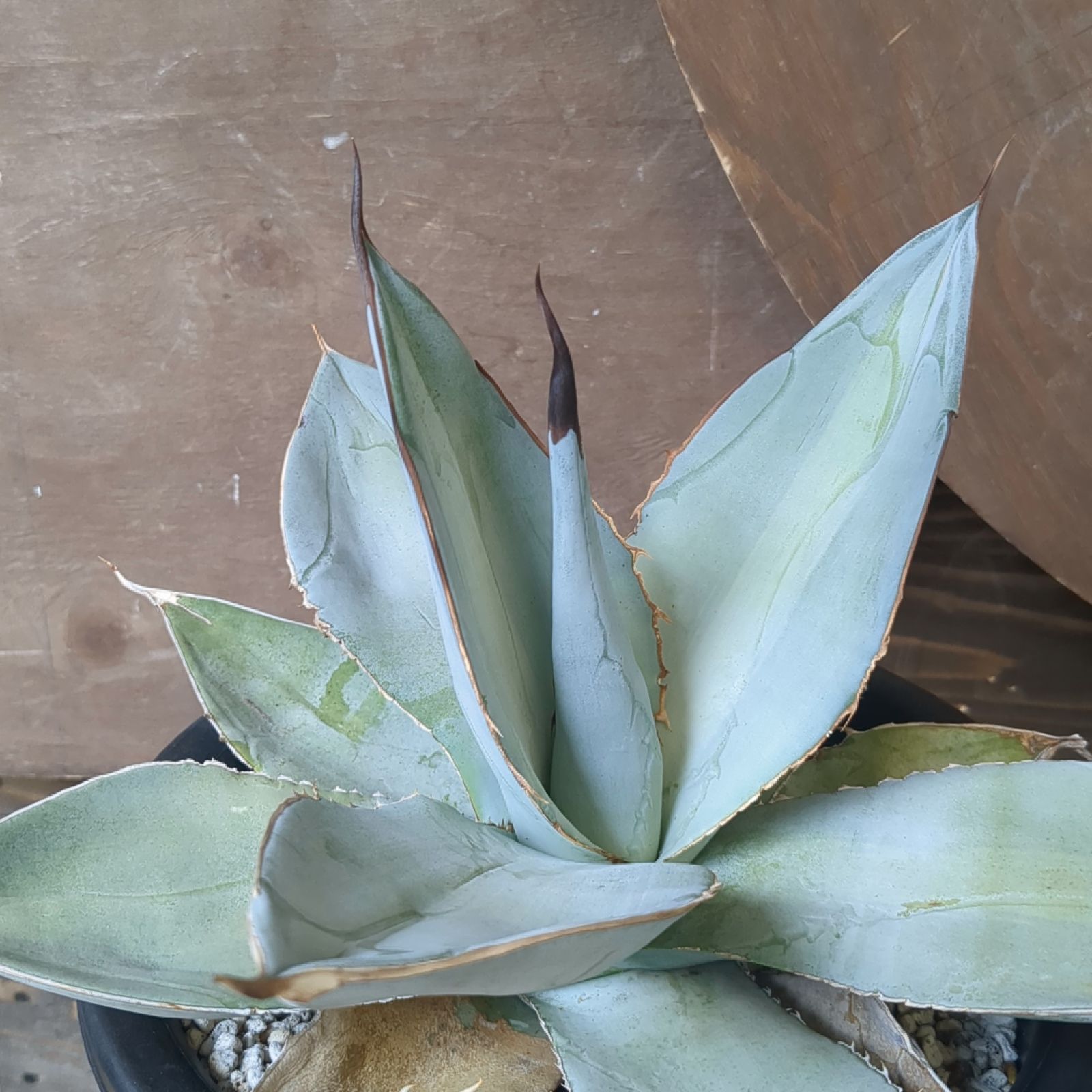 アガベ チタノタ ホワイトアイス スムースエッジ 【子株付き】鉢のまま