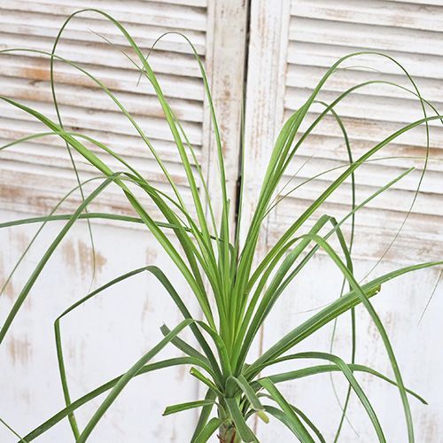 観葉植物 トックリラン ノリナ ポニーテール 4号ロングポット