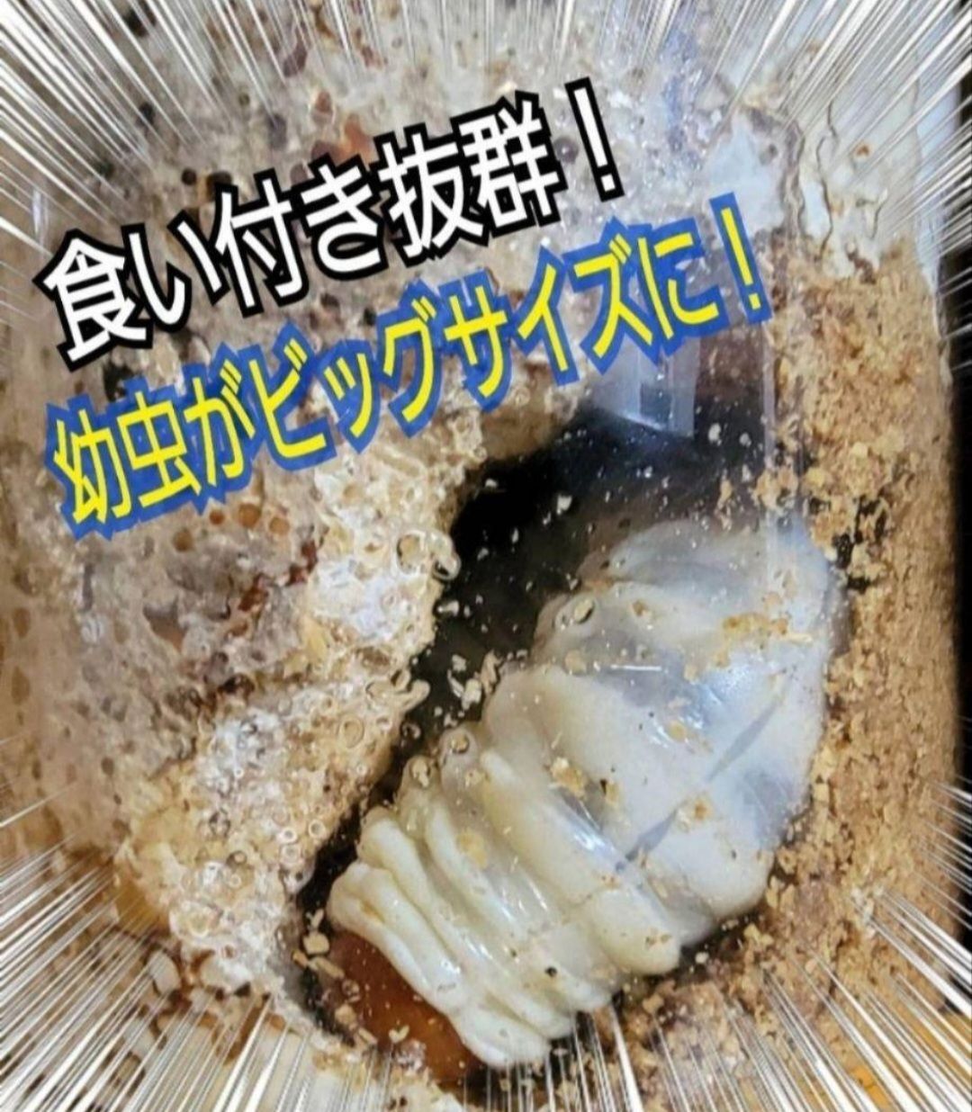 極上！カワラタケ菌糸瓶【8本】トレハロース・ローヤルゼリー配合！クワガタ全般OK 極上！カワラタケ菌糸瓶【8本】トレハロース・ローヤルゼリー配合