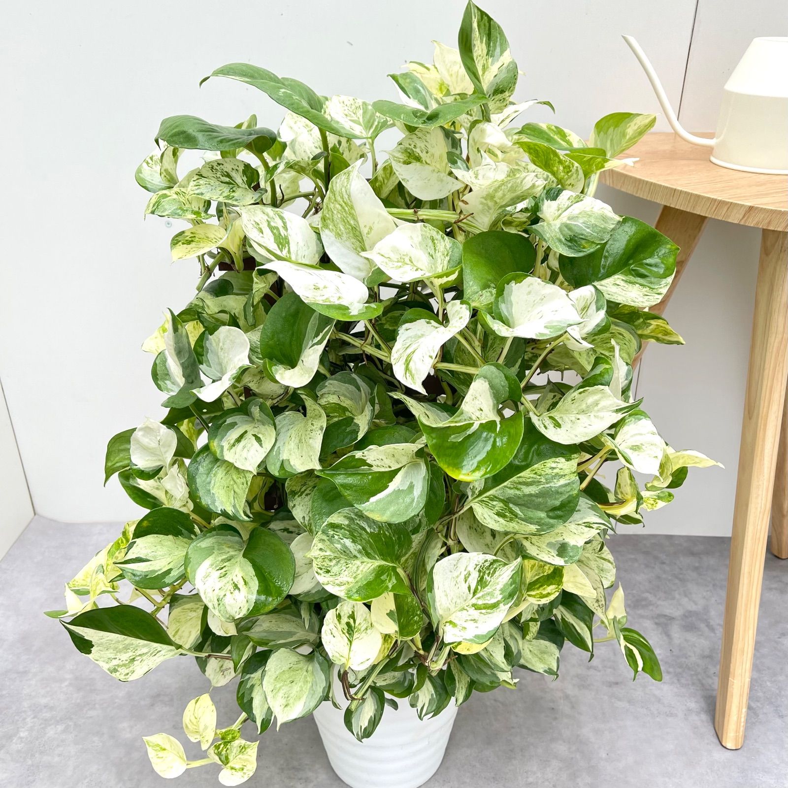 ポトス ステータス 1 現品 観葉植物 室内 7号