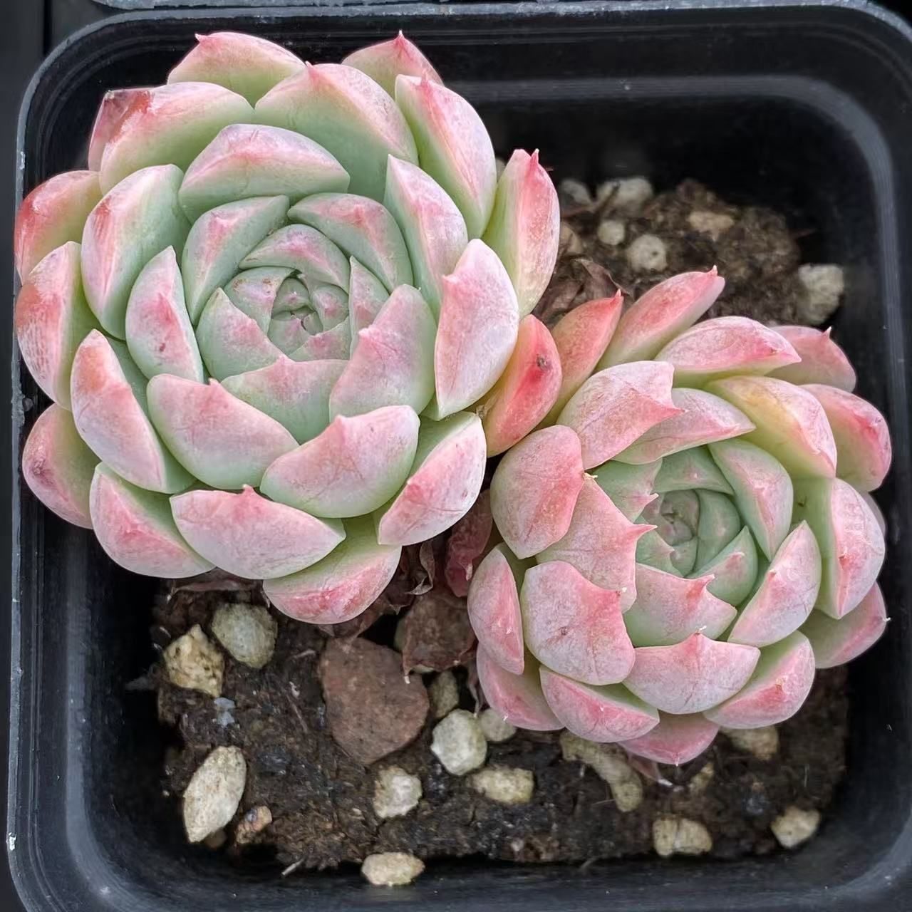 ヒ*デ様 B5003-2 ブルミニマ錦群生 35株 抜き苗 多肉植物 エケベリア