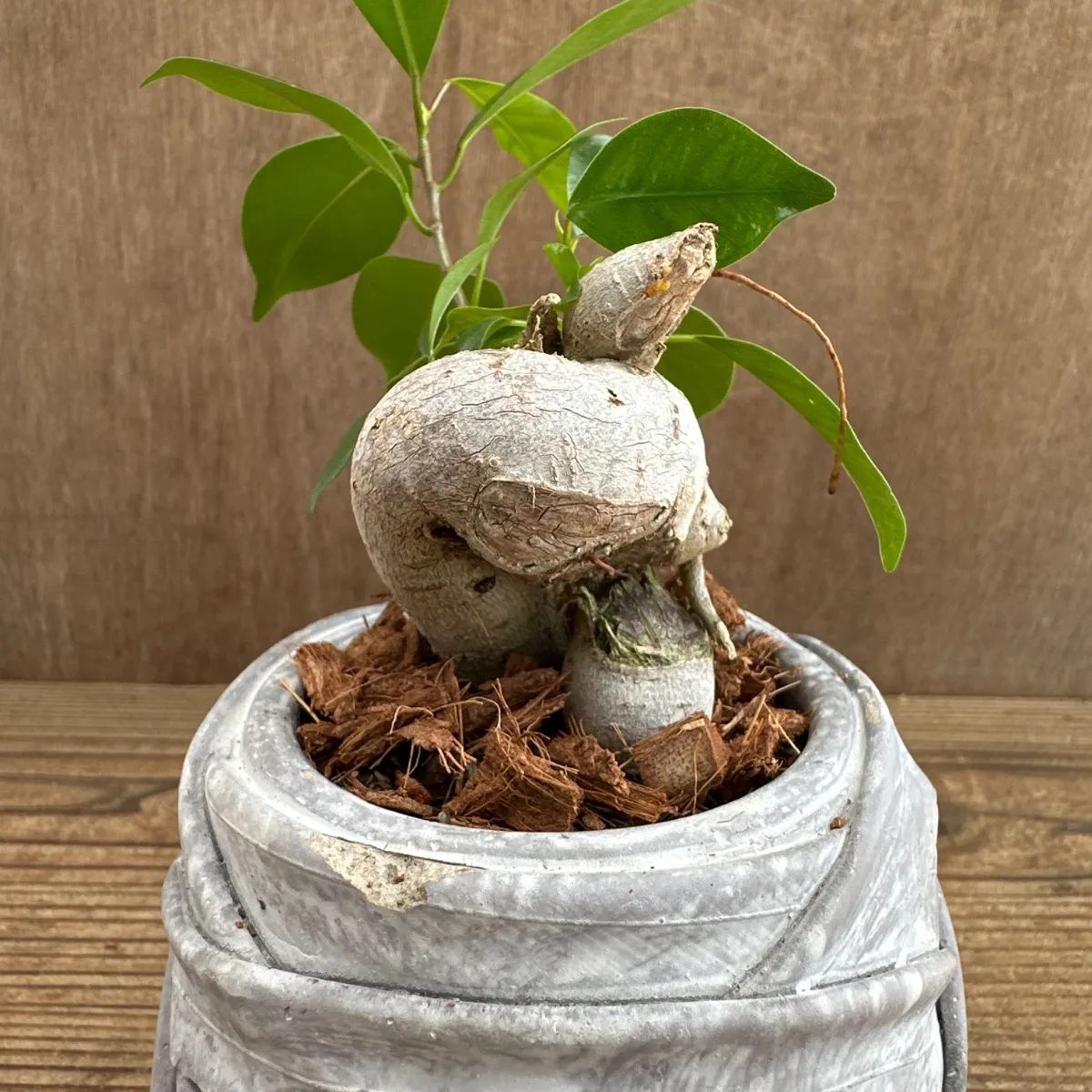 ☆ガジュマル ① 陶器鉢 現品 鉢植え Ficus microcarpa フィカス