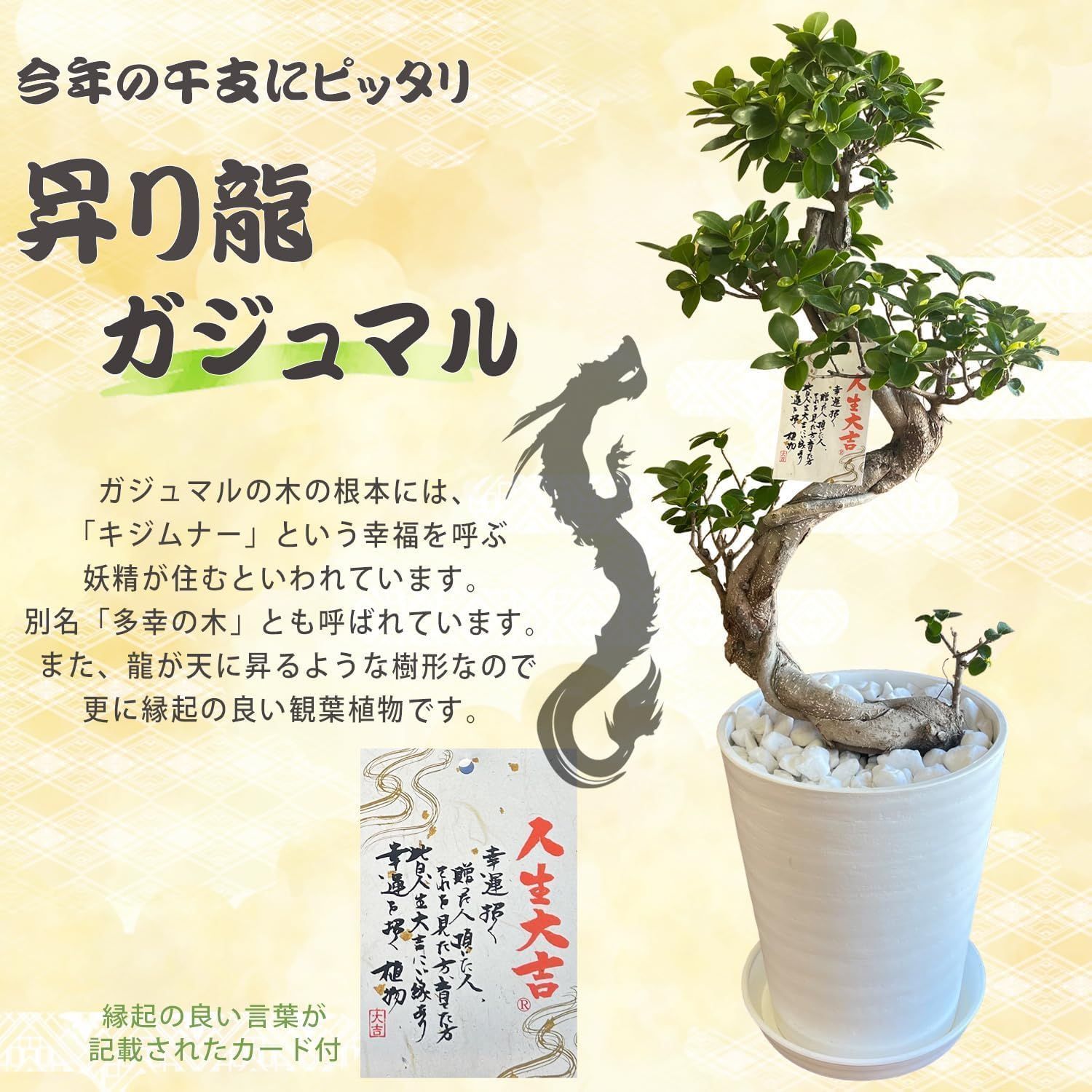 本物