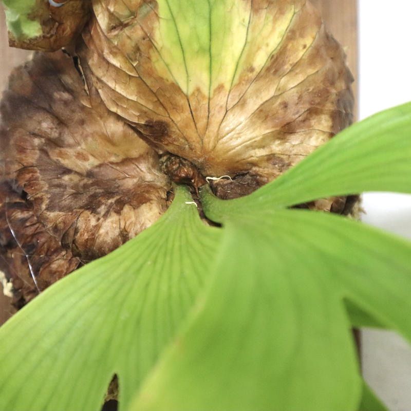 1279 ビカクシダコロナリウムP.coronarium thin thin希少 - メルカリ