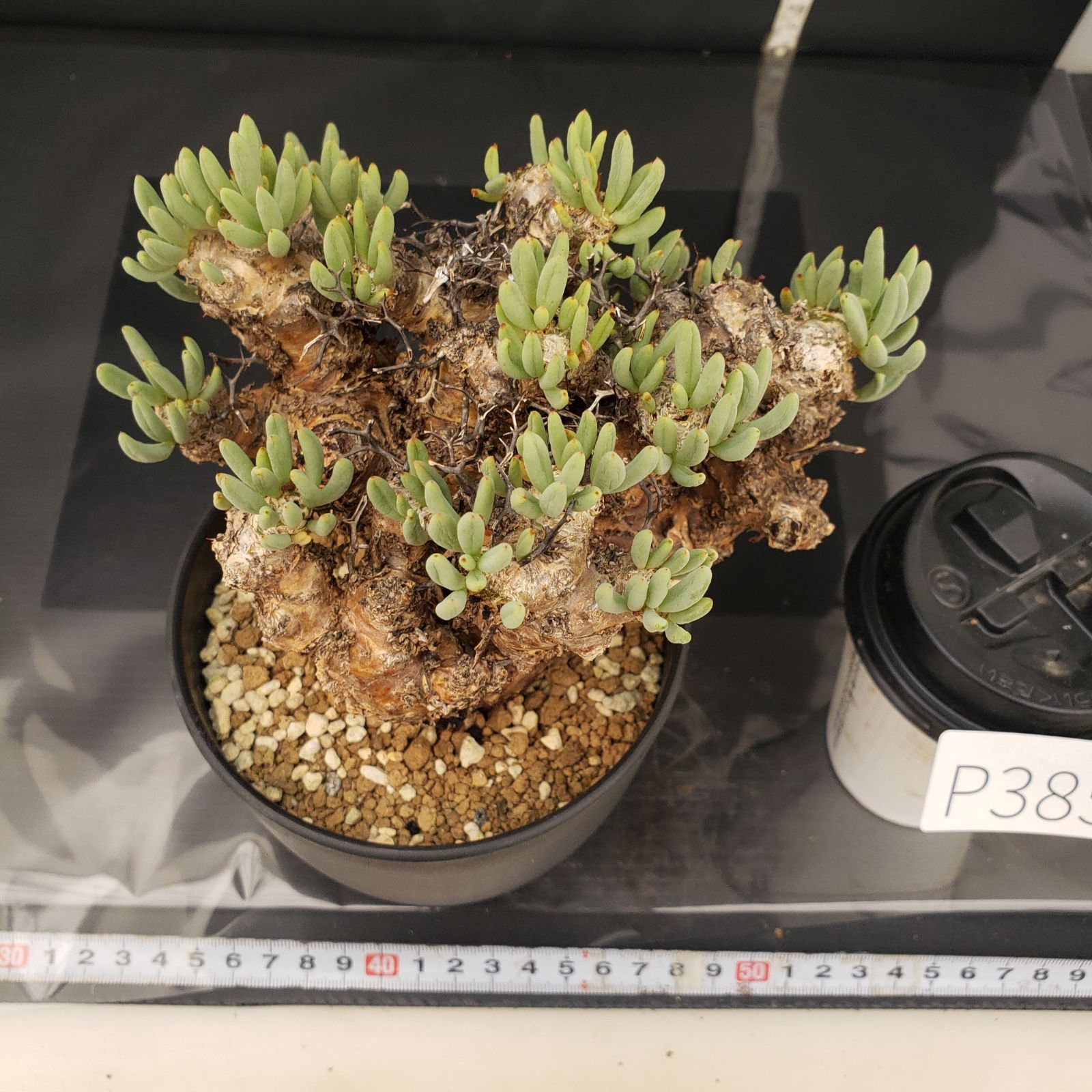 P385【自社養生株】チレコドン レティキュラータス 万物想（現地