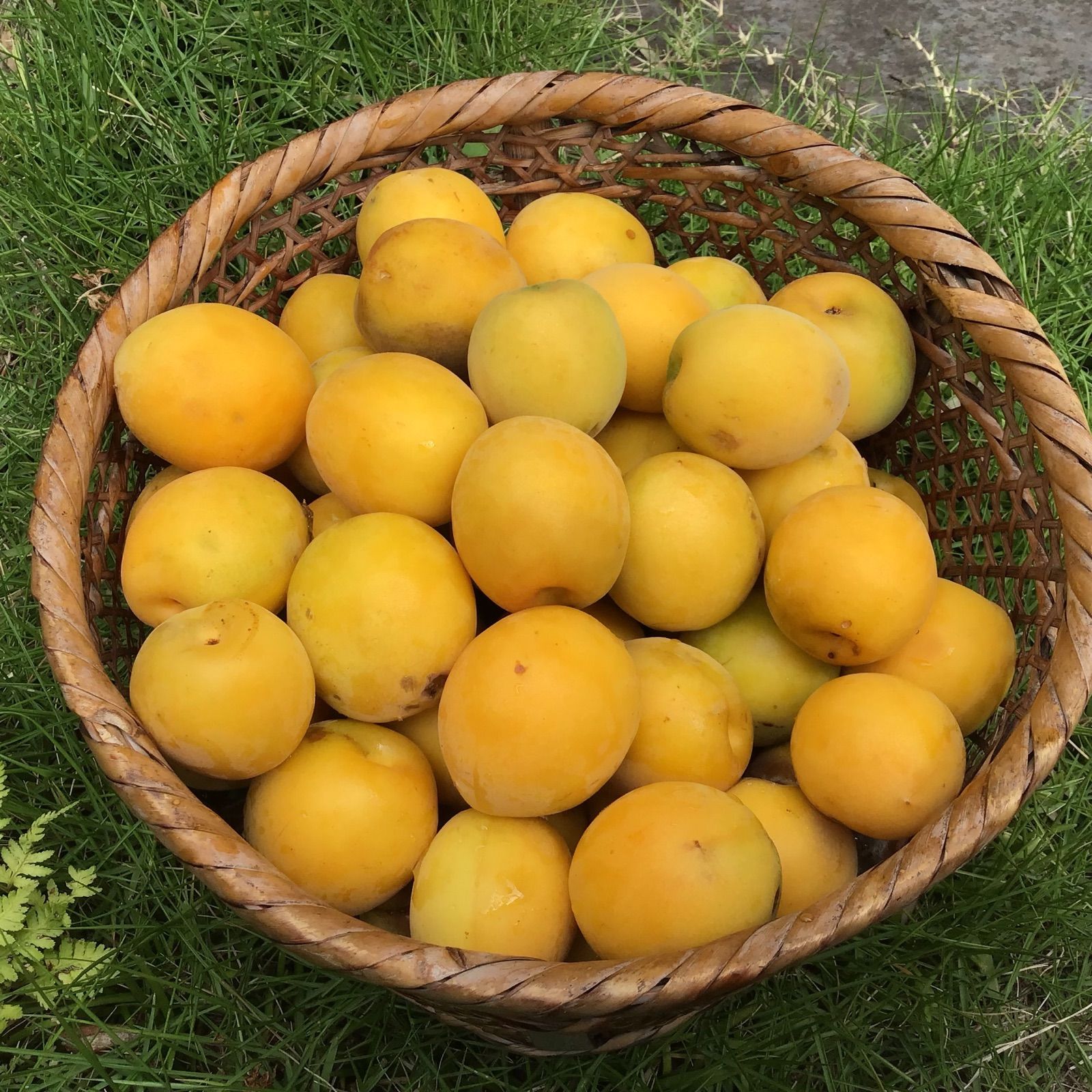 173 梅昆布塩100g 放置梅の梅酢と昆布、昆布茶たっぷりの旨み塩