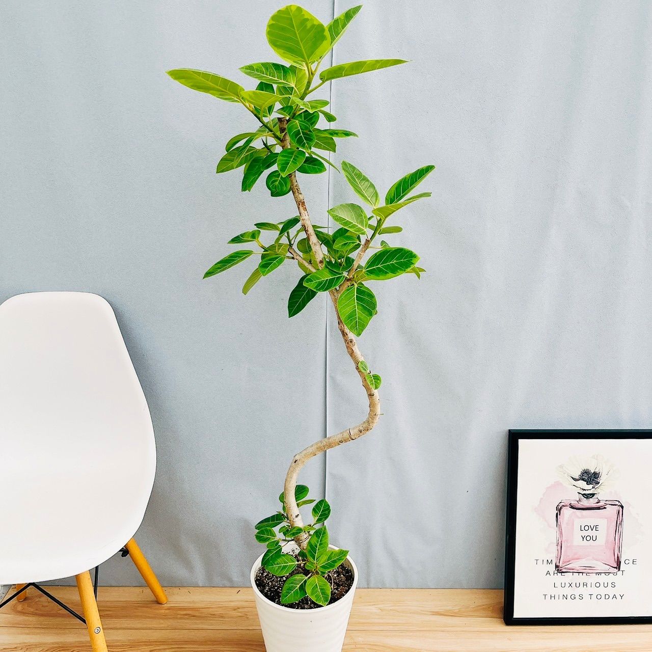 現品］82番 フィカス アルテシマ 曲がり 8号 観葉植物 室内 大型 ゴム