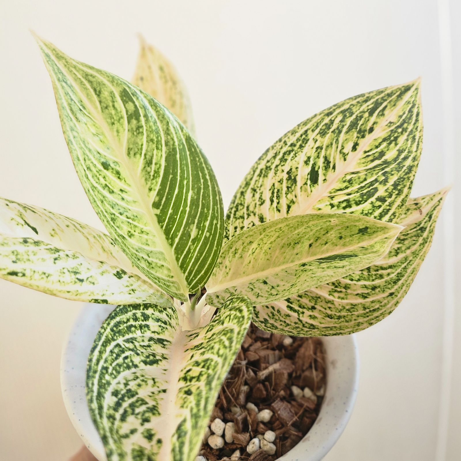 アグラオネマ Sp. ホワイトレガシー》 Aglaonema Sp. 'White Legacy