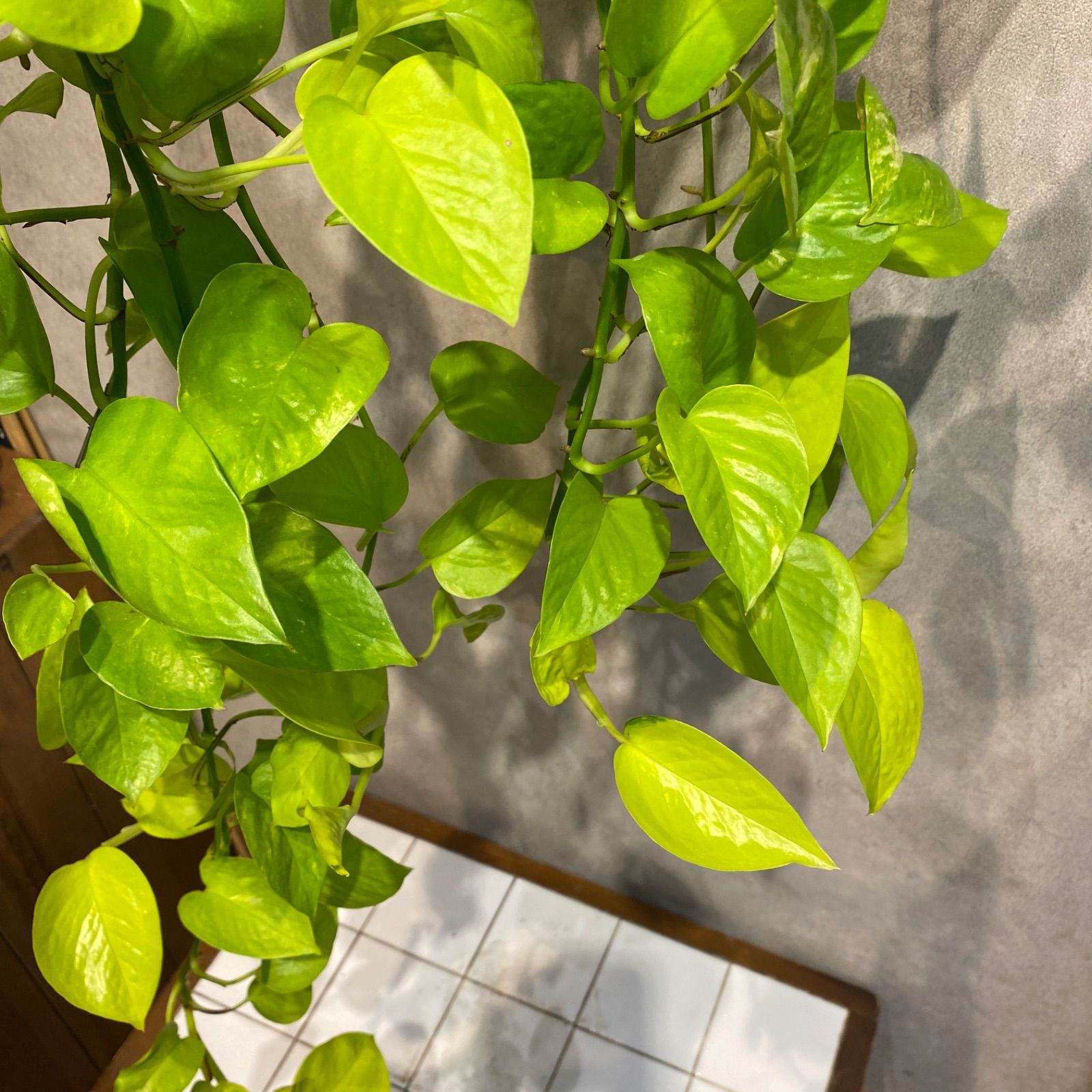 SALE❤️ ポトス ライム 吊り 5号鉢 - メルカリ