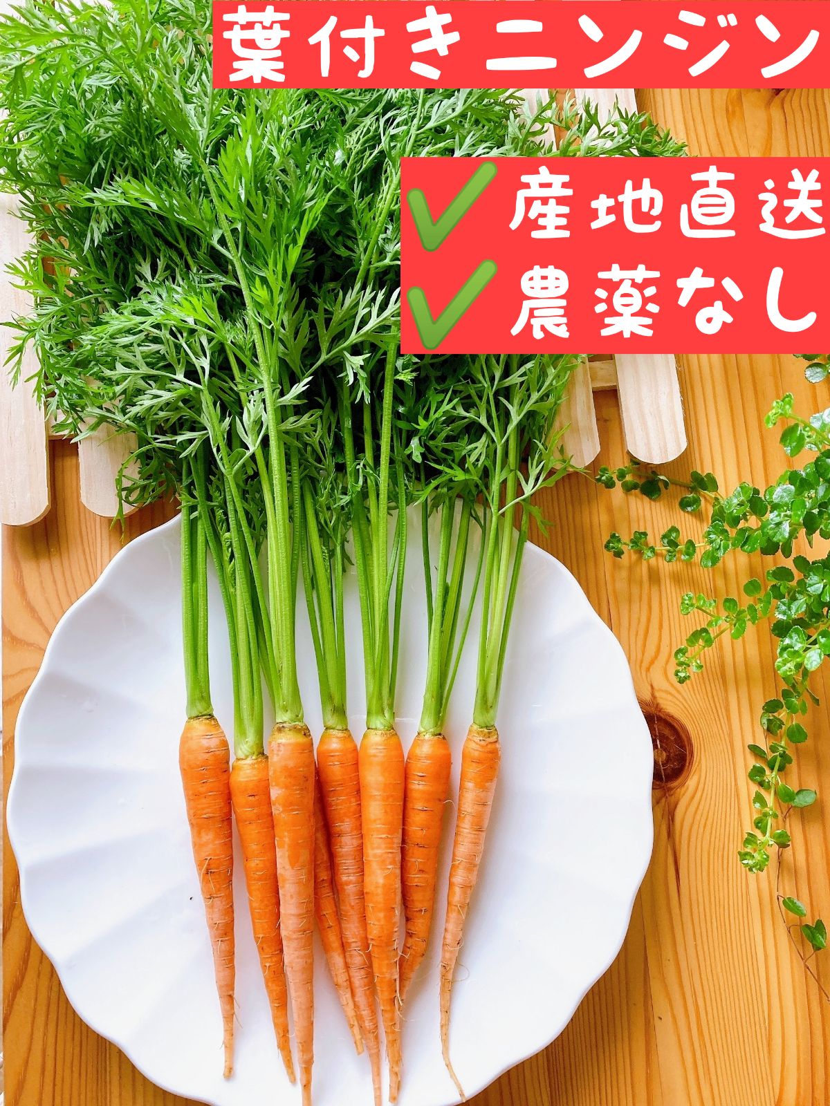 採りたて にんじん葉 人参の葉っぱのみ - 野菜