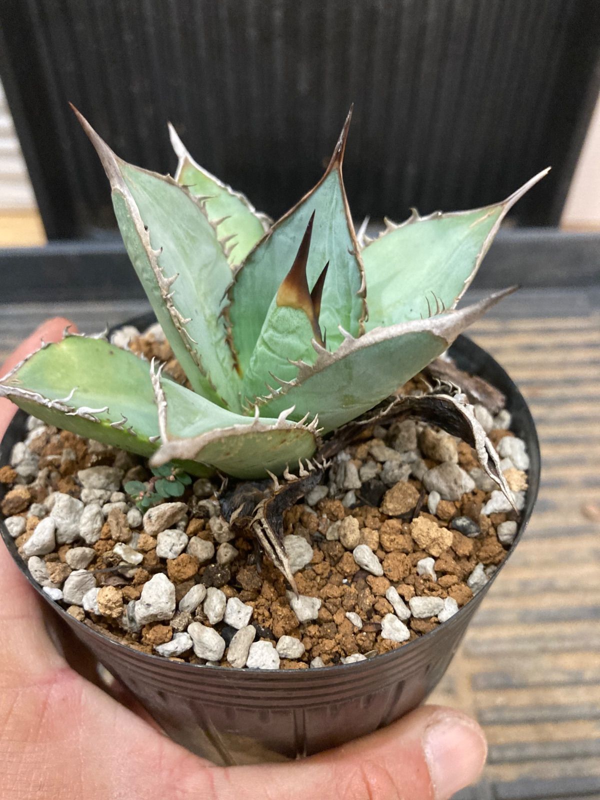 25 -Ns- アガベ オテロイ 25 アガベ オテロイ 実生 裏棘 美株 鋸歯