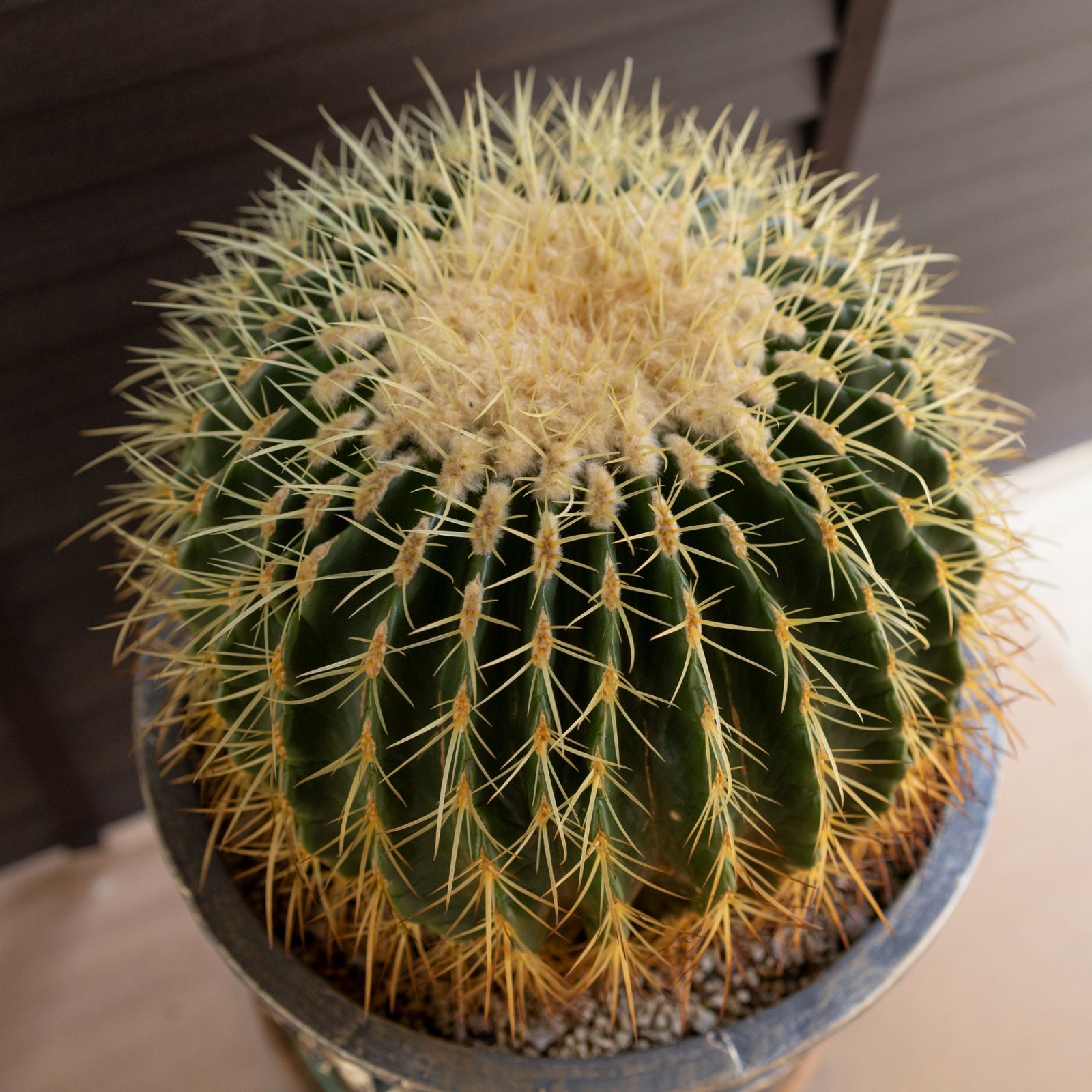 金鯱群生　鉢ごと 群生株 金鯱 サボテン 12号 グラスファイバーポット キンシャチ 金