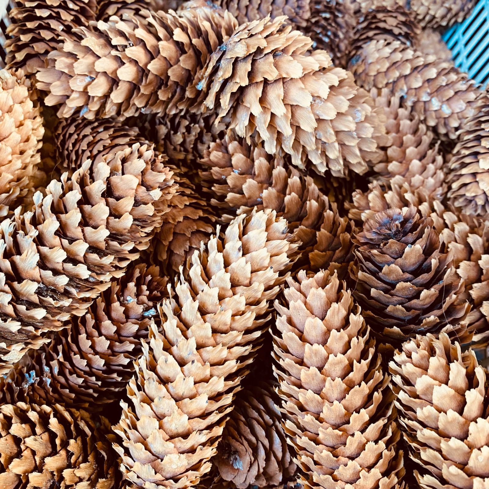 北海道産 モミの木の松ぼっくり お色目は白め 15本 - メルカリ