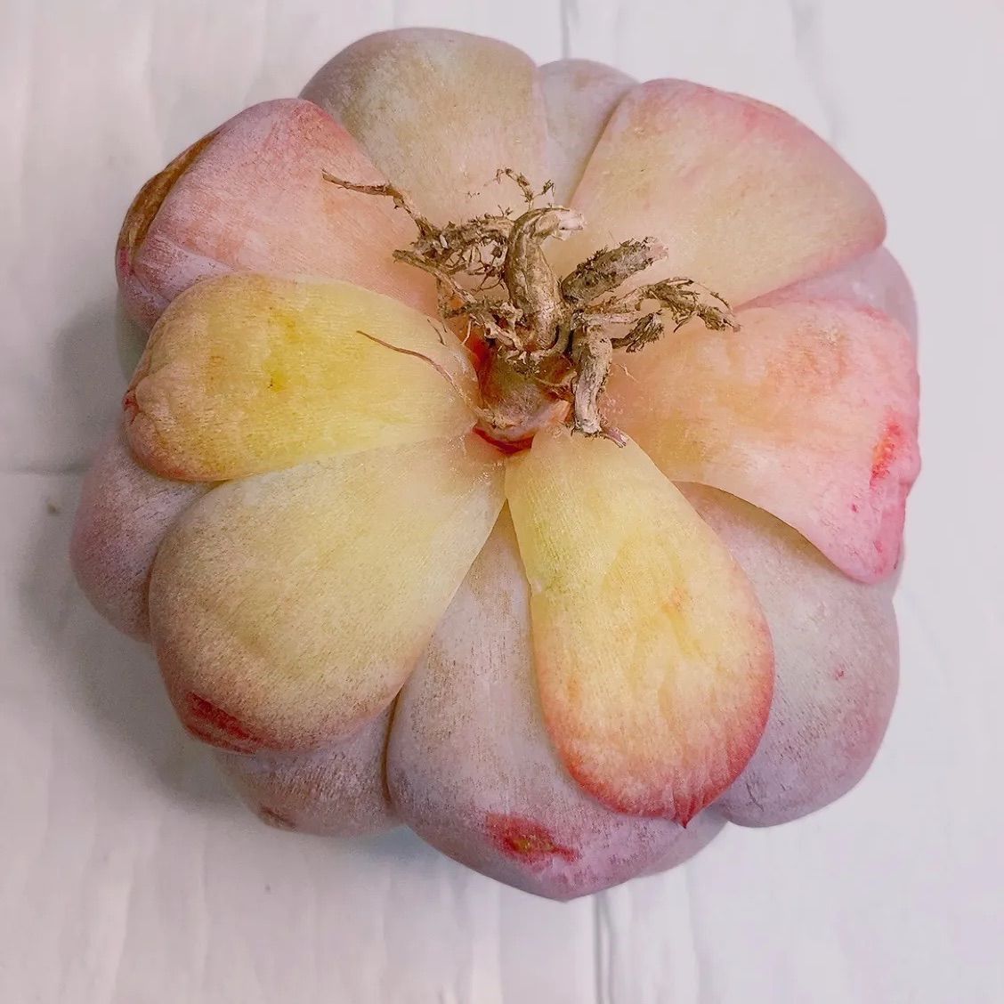 プラダ 多肉植物 韓国苗 大❣美苗 k - メルカリ