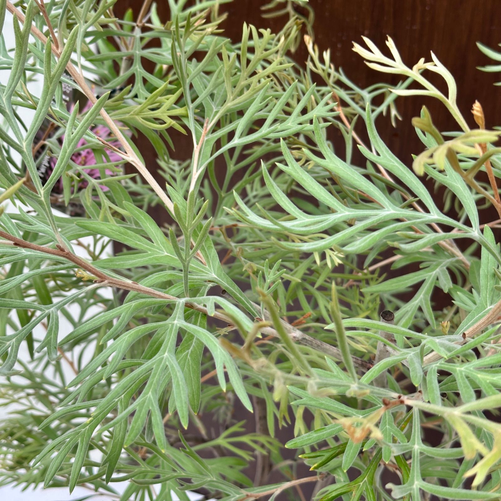 現品 ④ グレビ ドーンパープル 8号 蕾複数付き 開花直前 美株 オージープランツ YUZUMIYA_COM