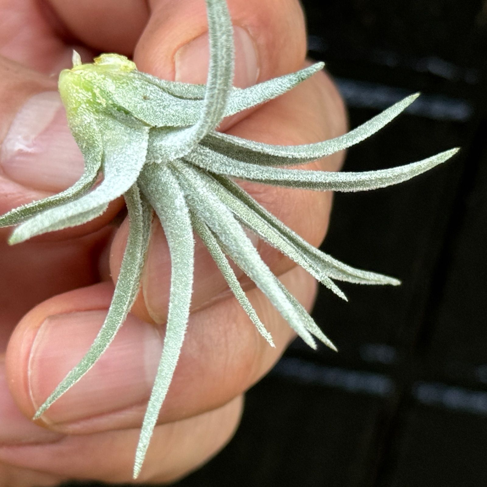 チランジア モーリアナ(モウリアナ) Tillandsia mauryana＊エア