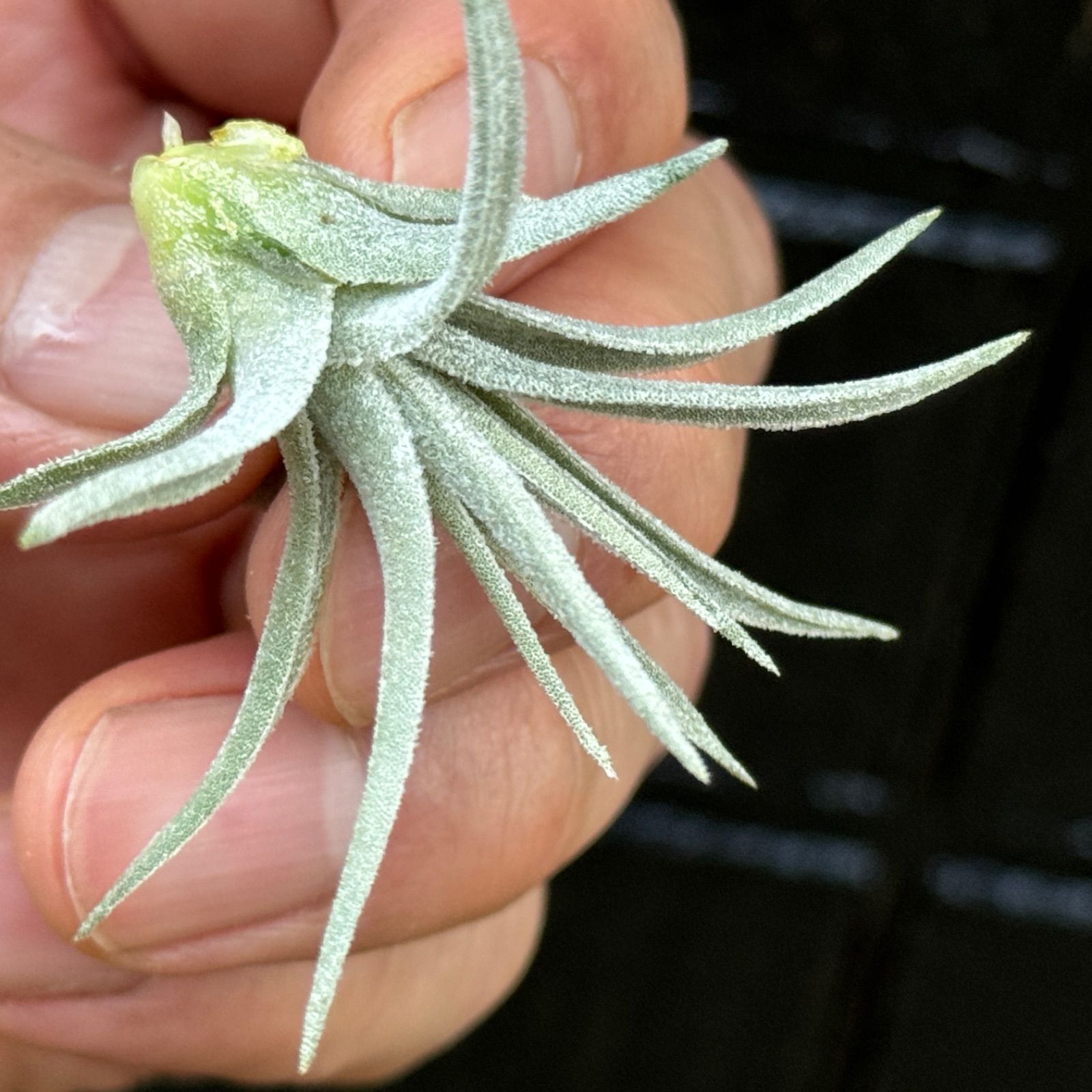 チランジア モーリアナ(モウリアナ) Tillandsia mauryana＊エアプランツ＠フラワーショップ江口 - メルカリ