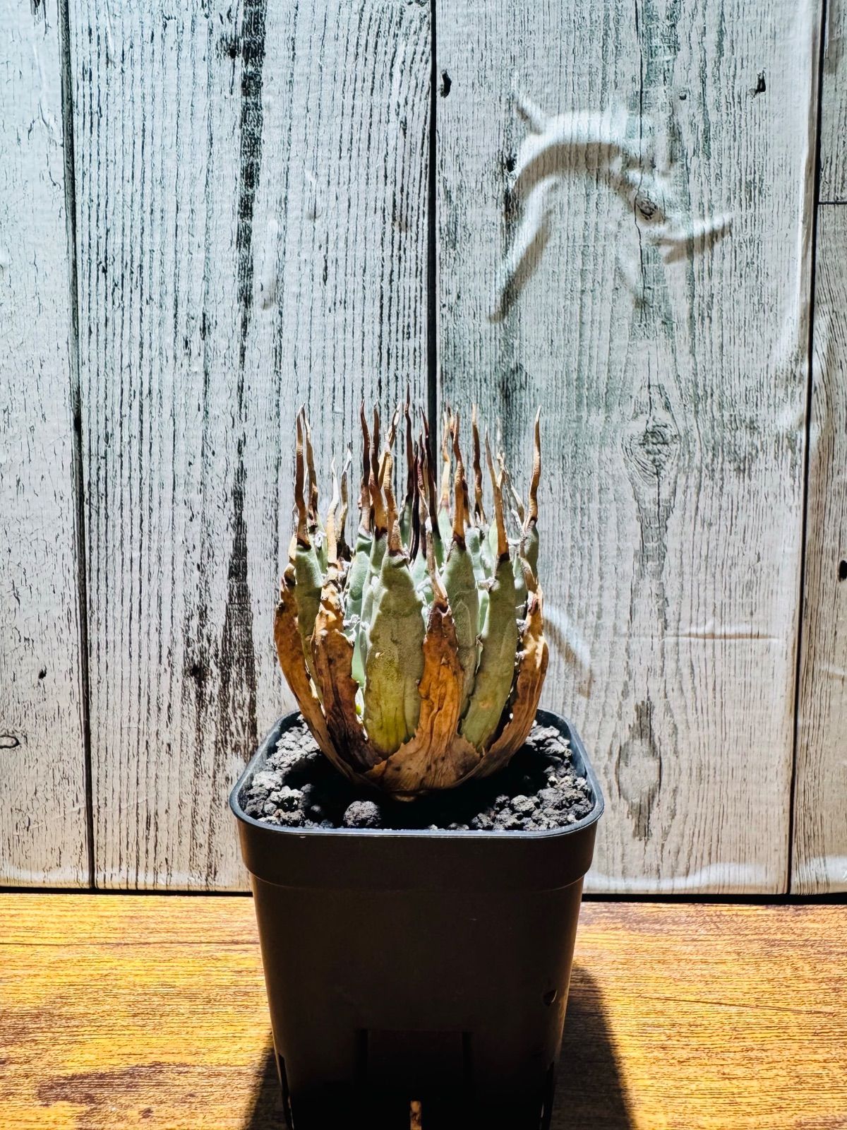 発根済み鉢付き フラワー・ガーデニング 【発根済み】 アガベ