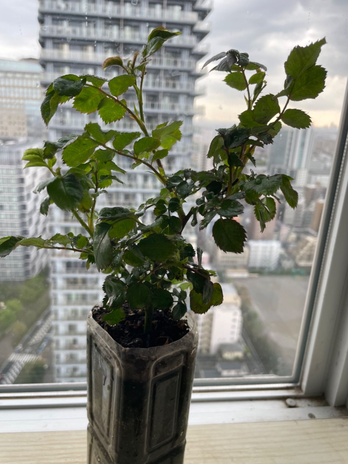 蕾付き！スーパ強香！オランダ原産白紫色の絞り咲き バラ苗 数量限定