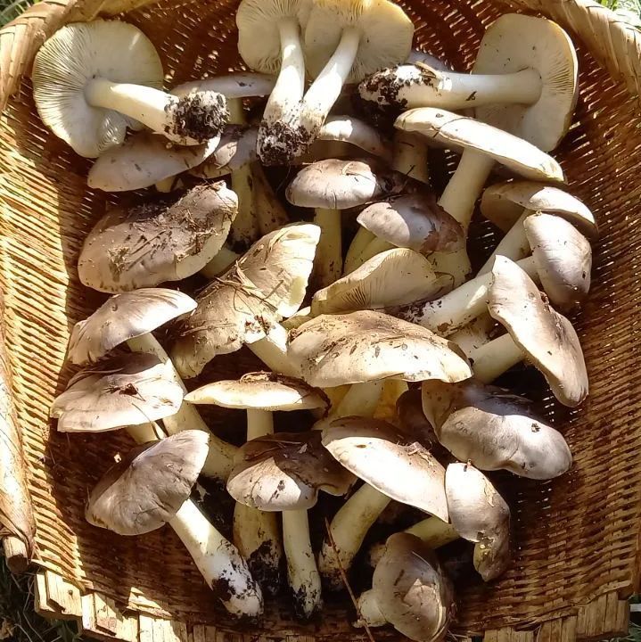 天然きのこ140シモフリシメジ、クリタケ、ヌメリイグチ、ハナイグチ1kg