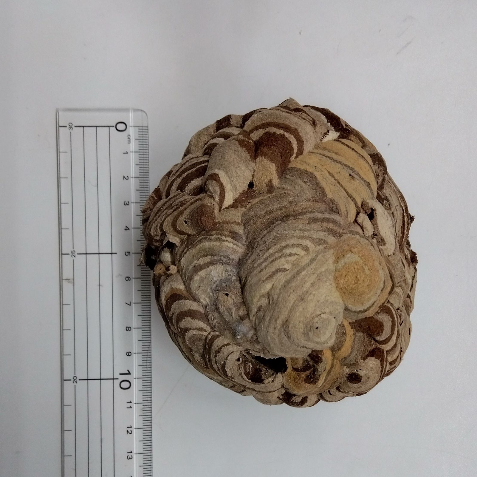 スズメバチの巣 - メルカリ