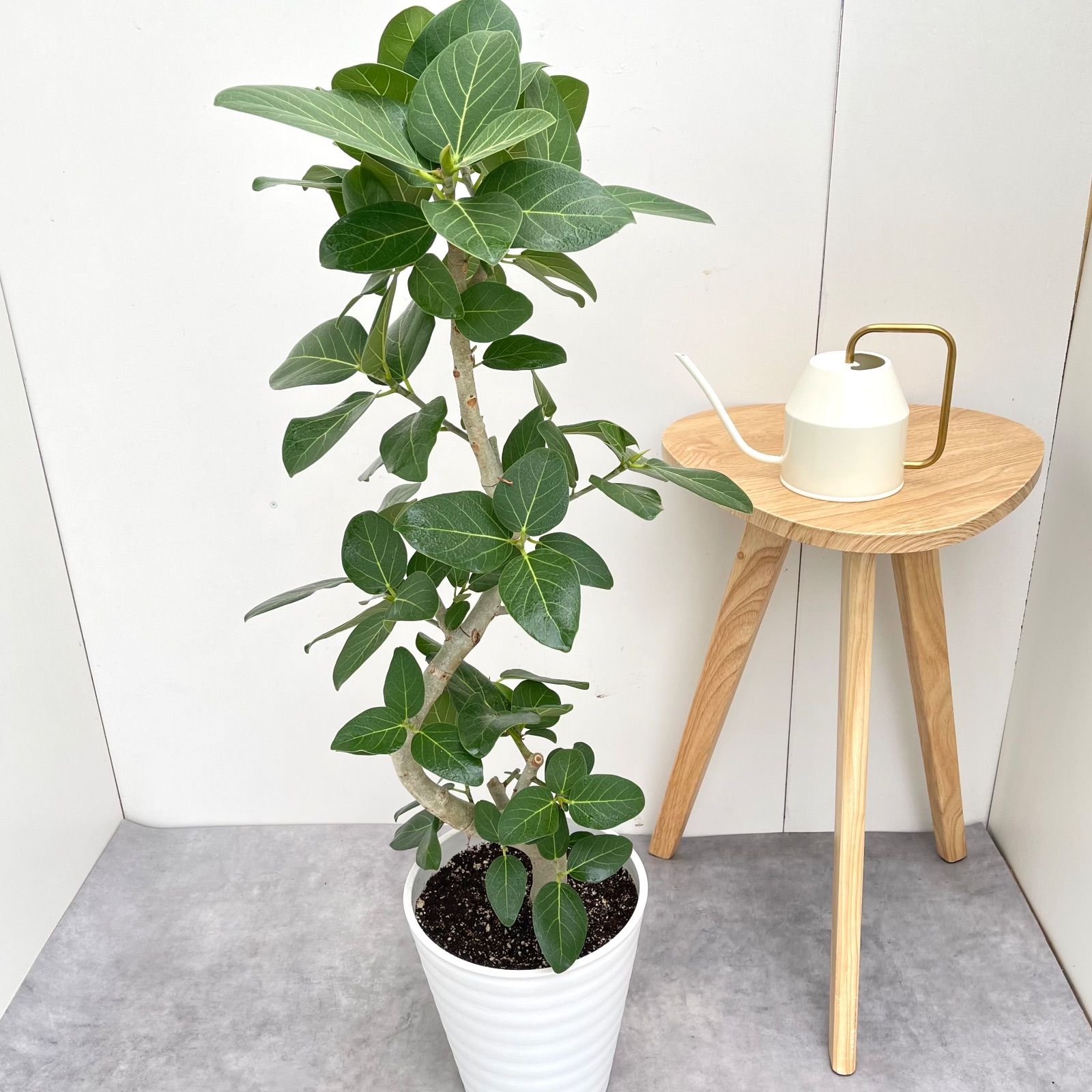 フィカス　ベンガレンシス　曲がり　13 フィカス ベンガレンシス 曲がり 13【現品】観葉植物 大型 室内