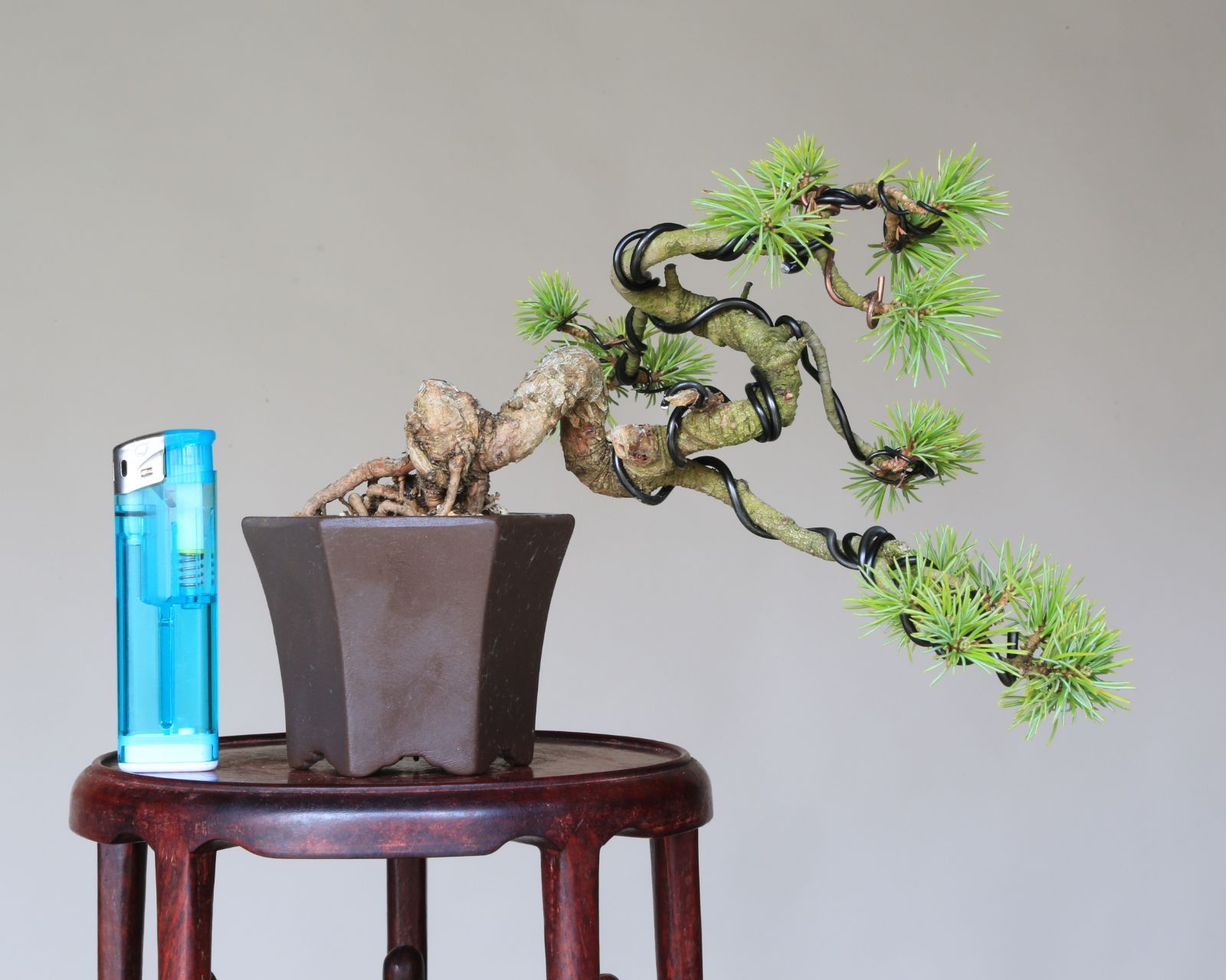 吾妻五葉松【大巓性】ダイテンショウ 実生 根上り 小品盆栽【泰寿園