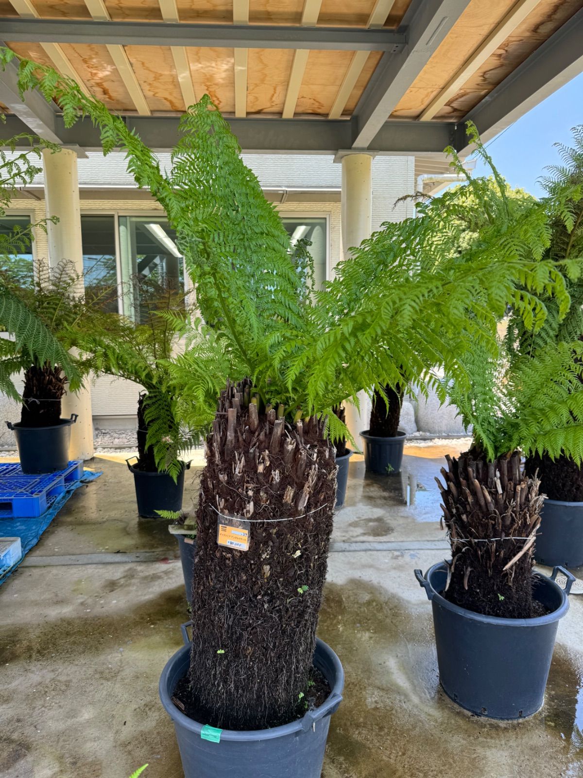 ディクソニア アンタルクティカ No.38 又右衛門オフィシャルWEBサイト