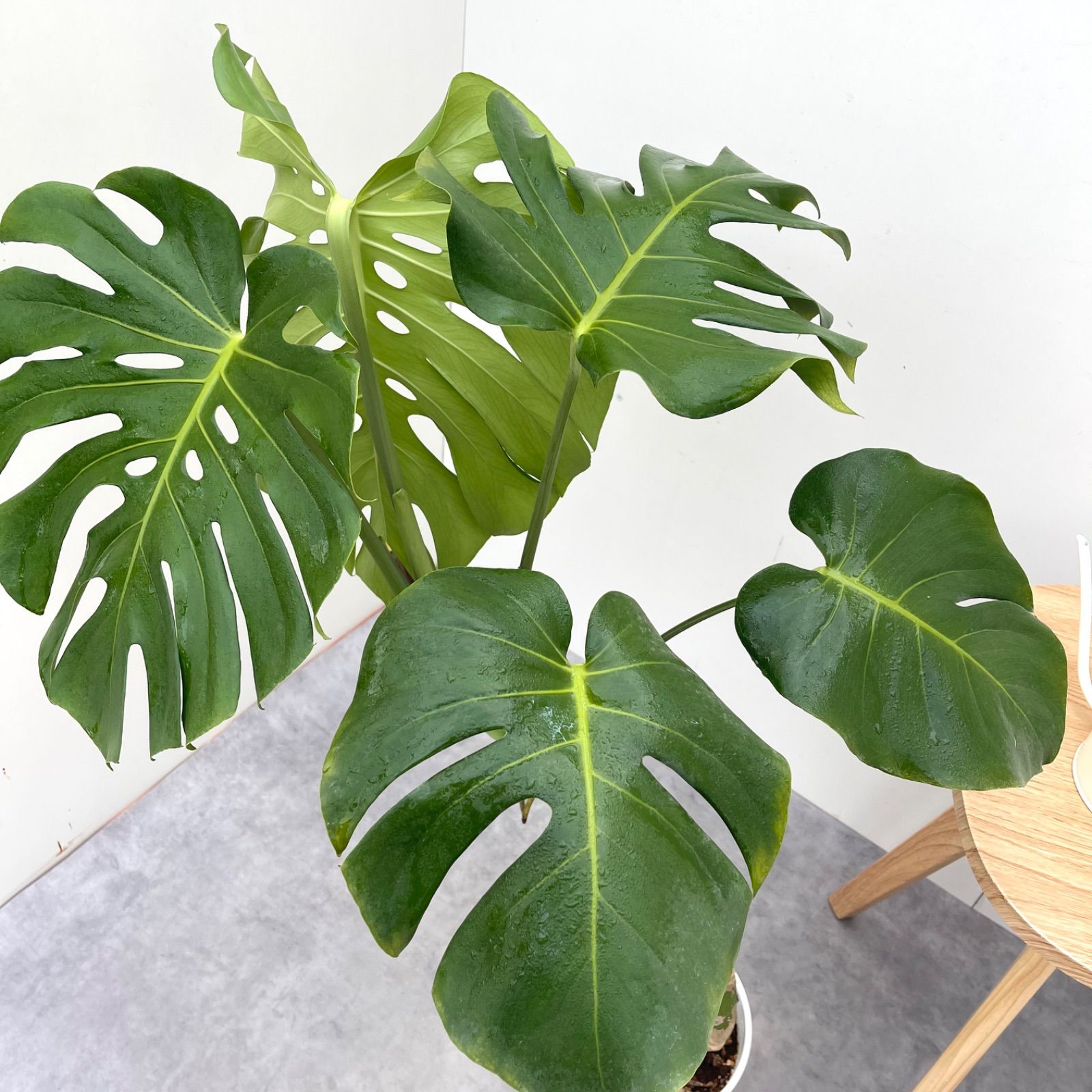 モンステラ 1【現品】観葉植物 幹上がり 室内 7号 観葉 植物