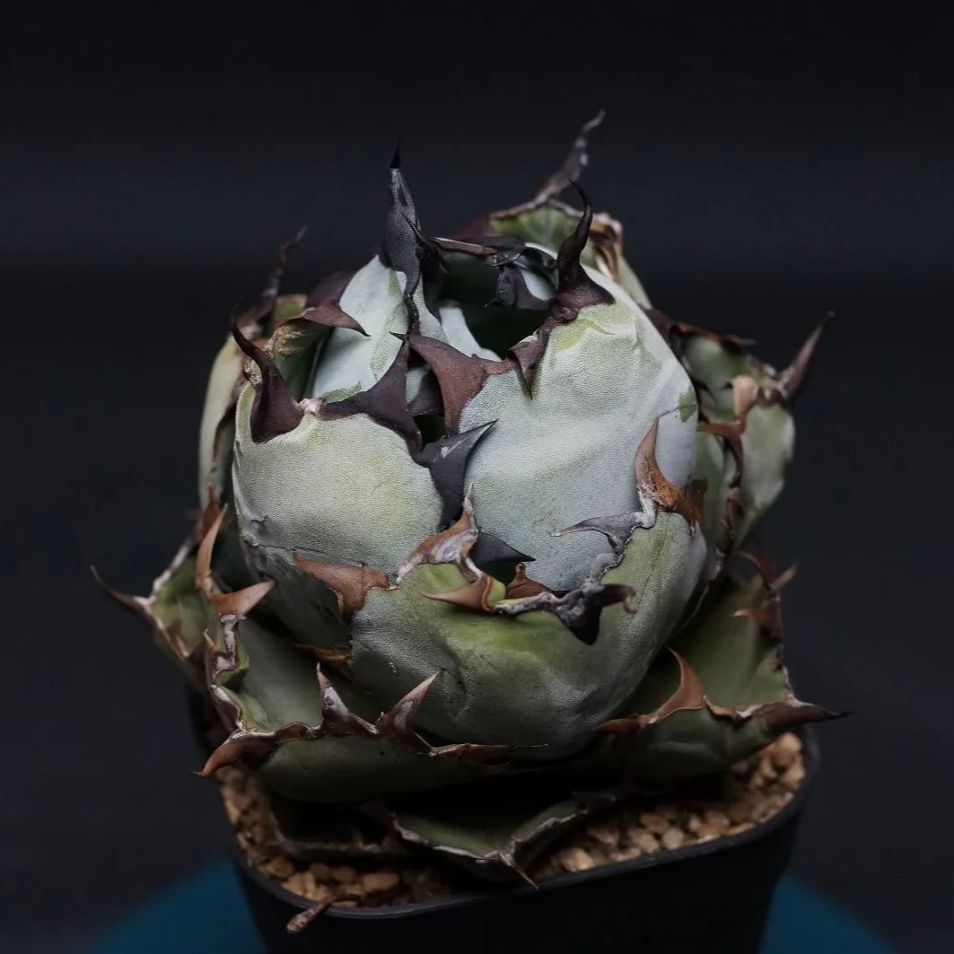 アガベ チタノタ