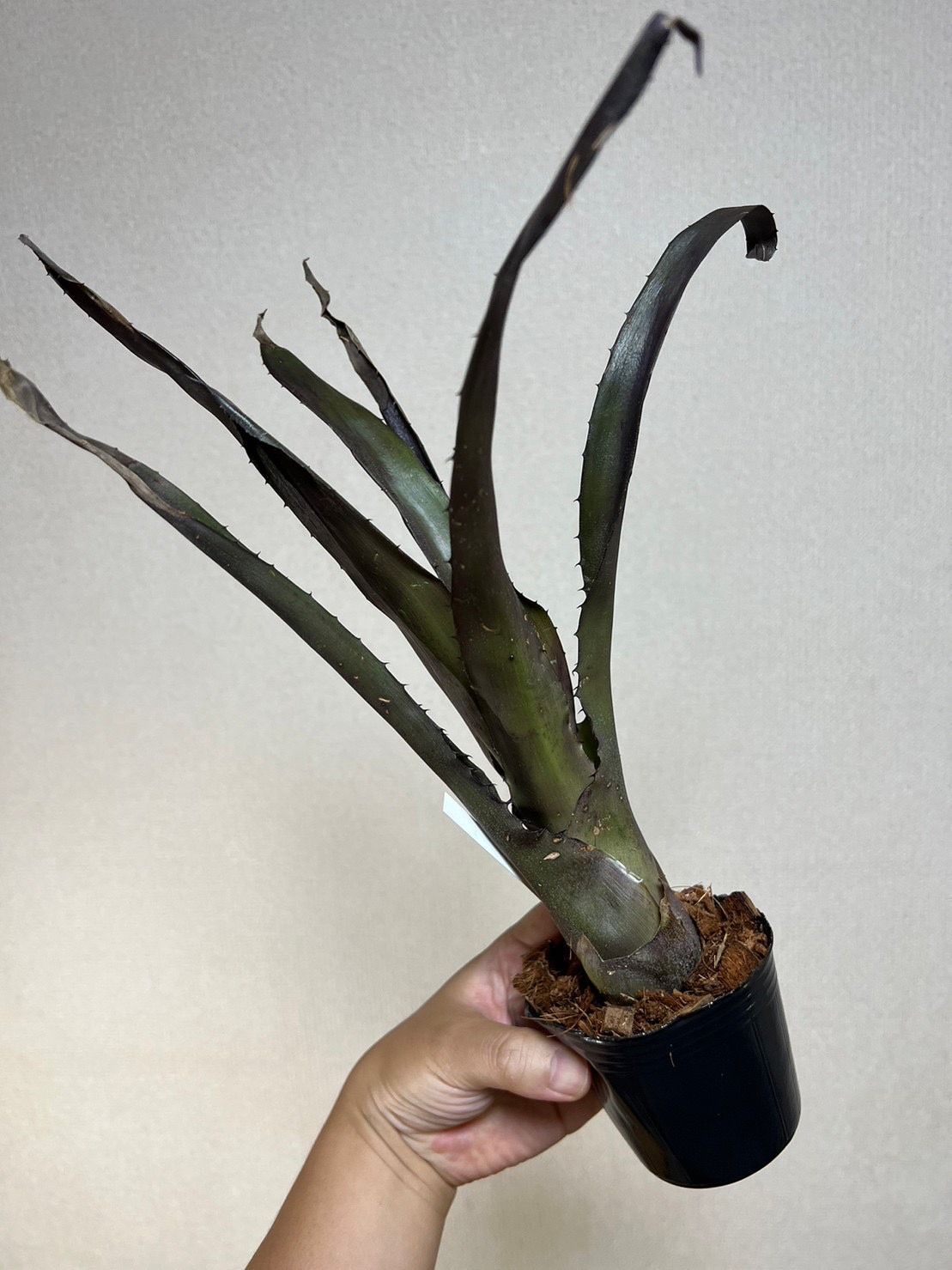 大株です！タンクブロメリア ホヘンベルギア 『pennae』1番 タンク