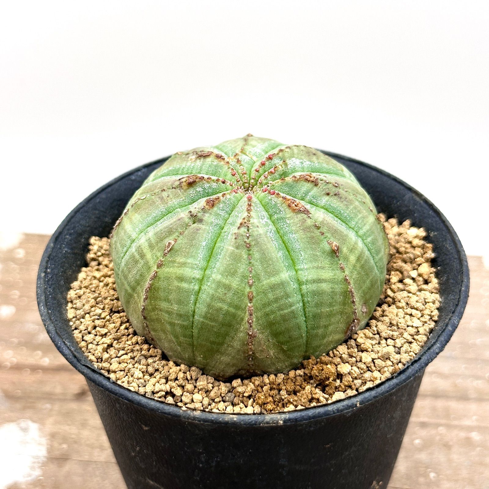 ユーフォルビア オベサ 実生 多肉植物 塊根植物 コーデックス - メルカリ