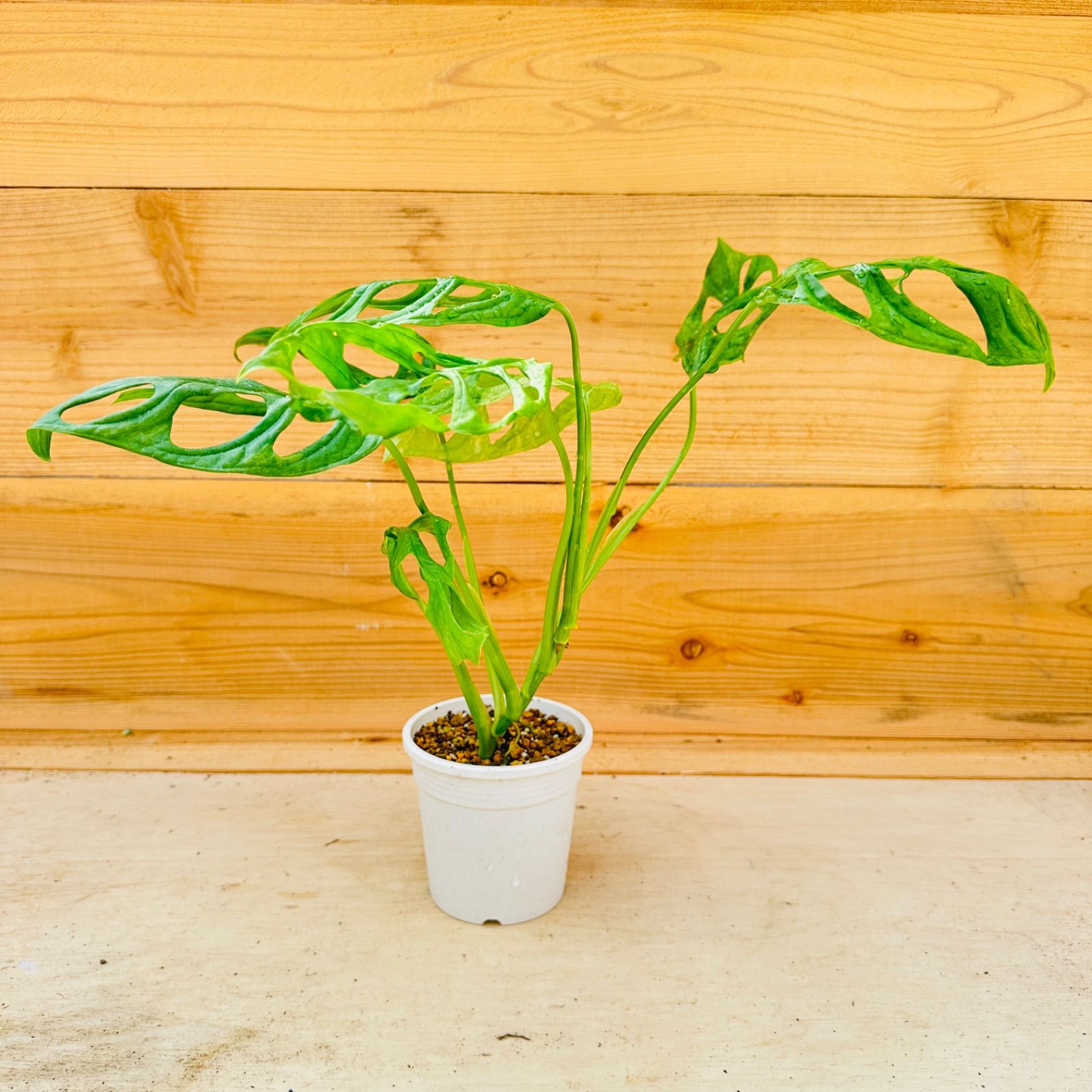 PLANCHU 特選株 【 マドカズラ 斑入り 】 モンステラ フリードリヒ