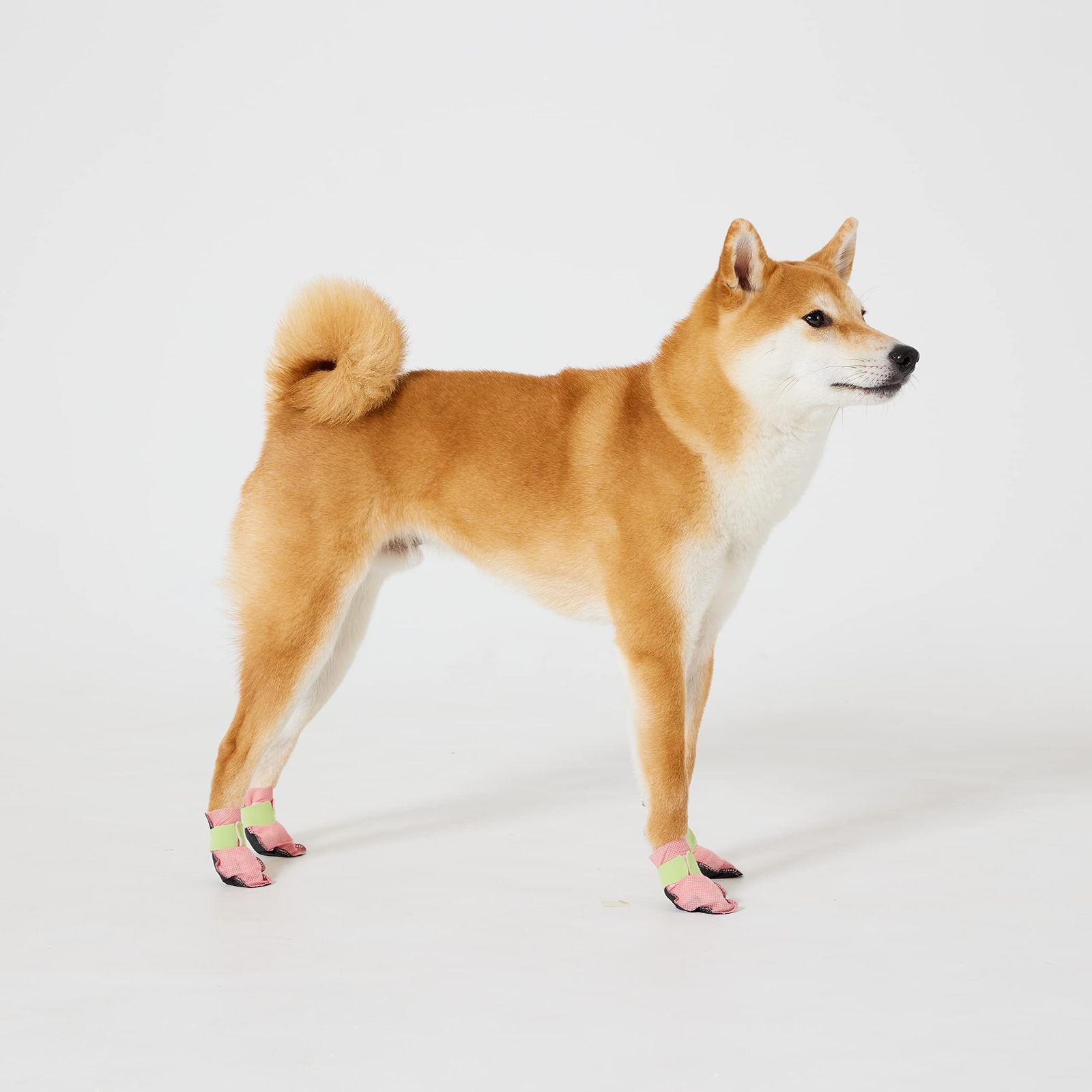 〜わんわんわん〜 数量限定】WICKEDPUP ワンちゃんの靴、48枚入、6色ミックス、XS
