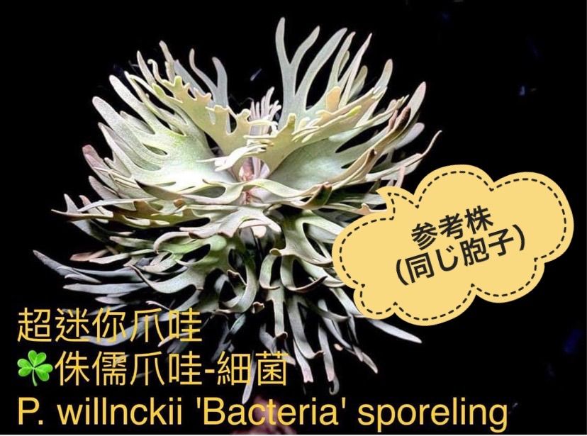 P.willinckii 'Bacteria' spore  No.4ビカクシダ