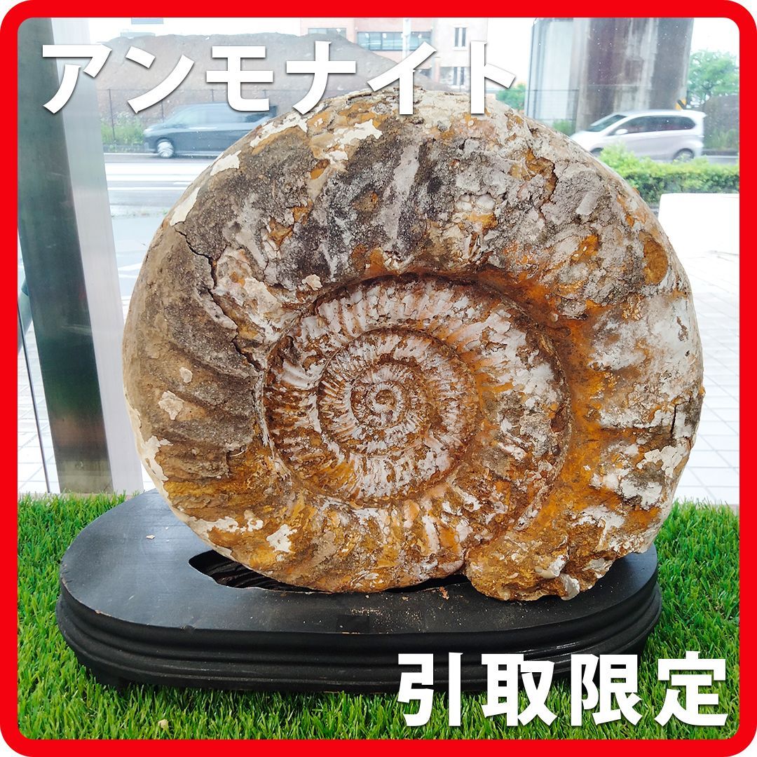 【インテリア】　アンモナイト？？ 8f193179b46179d988b72a4552fd91
