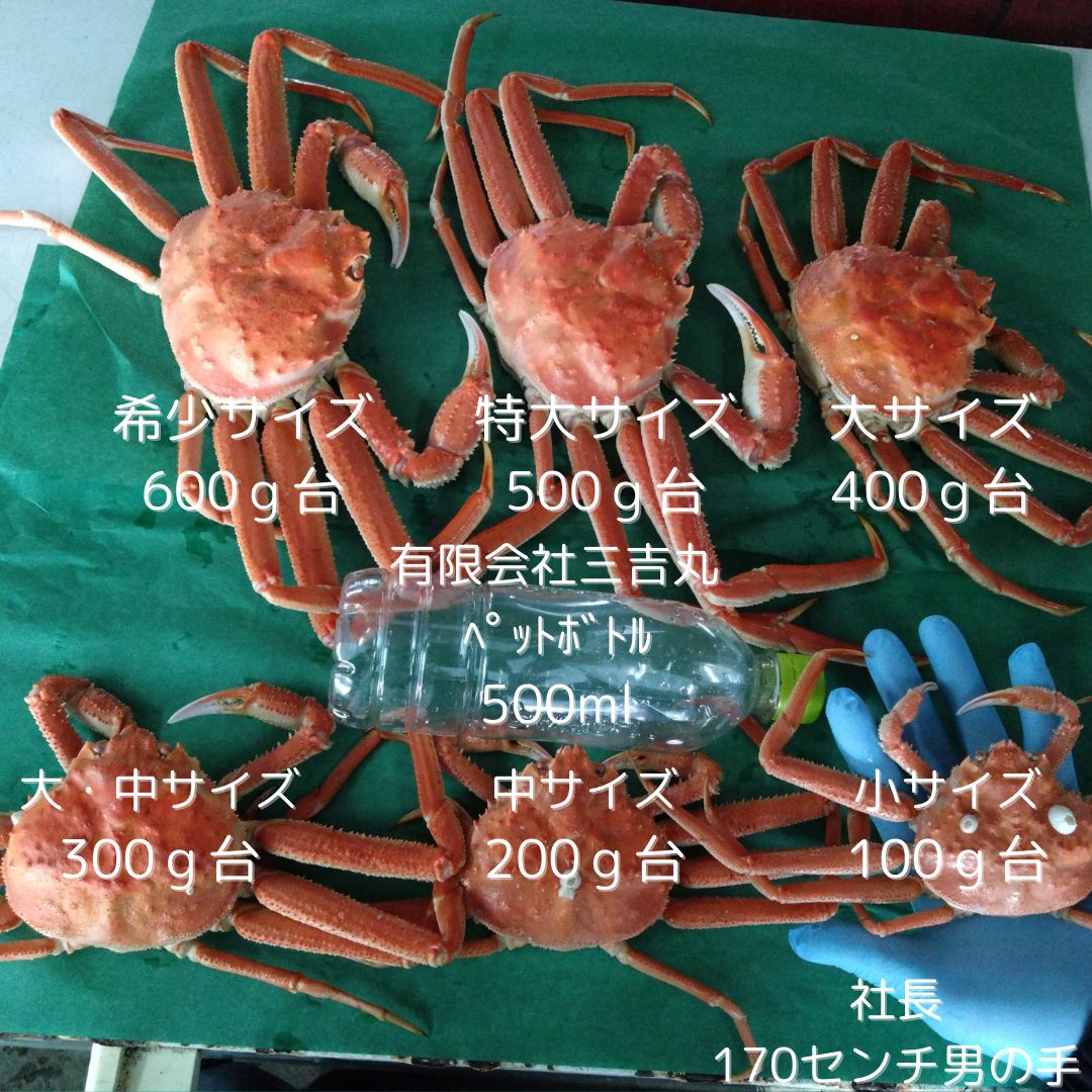 おおずわい6尾から10尾前後入で2.0㎏詰 冷凍便