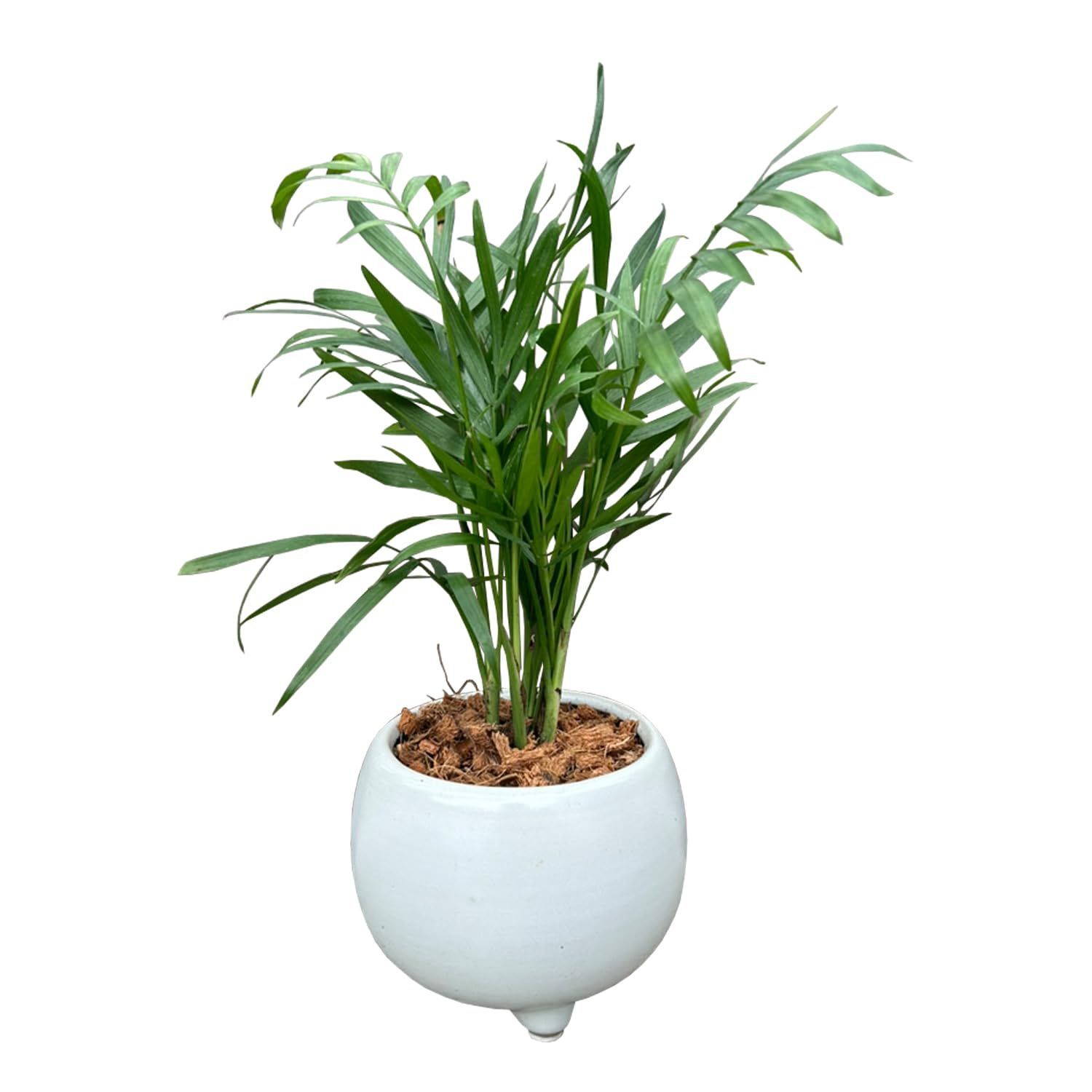 鉢植え ミニ観葉植物 植物 観葉 ヤシの木 ヤシ ミニ 本物 観葉植物 テーブルヤシ 花のギフト社