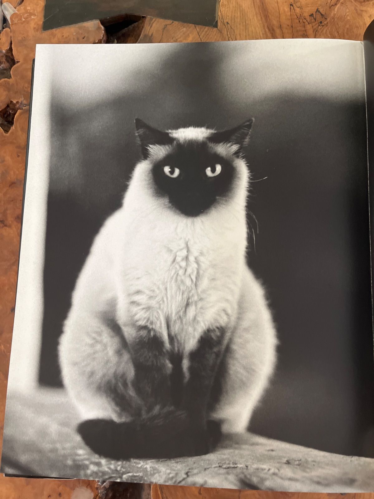 Jonvelle Photographs セール中 ジャン=フランソワ・ジョンヴェル写真