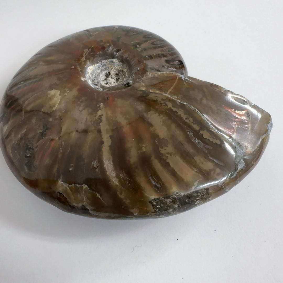 レッドファイヤーアンモナイト 化石