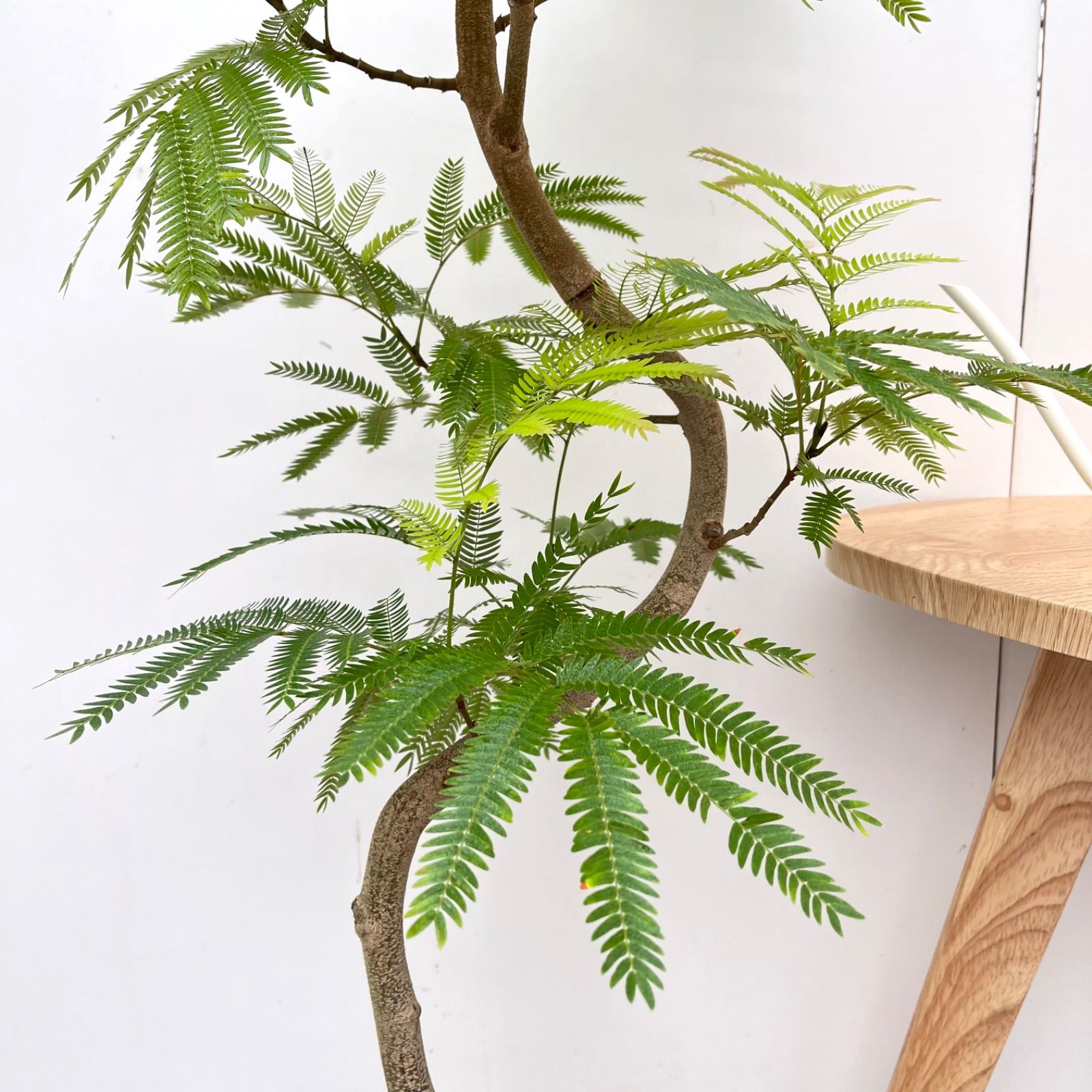エバーフレッシュ　曲がり　6【現品】観葉植物　室内　7号 観葉植物 エバーフレッシュ 曲がり 6【現品】観葉植物 室内 7号