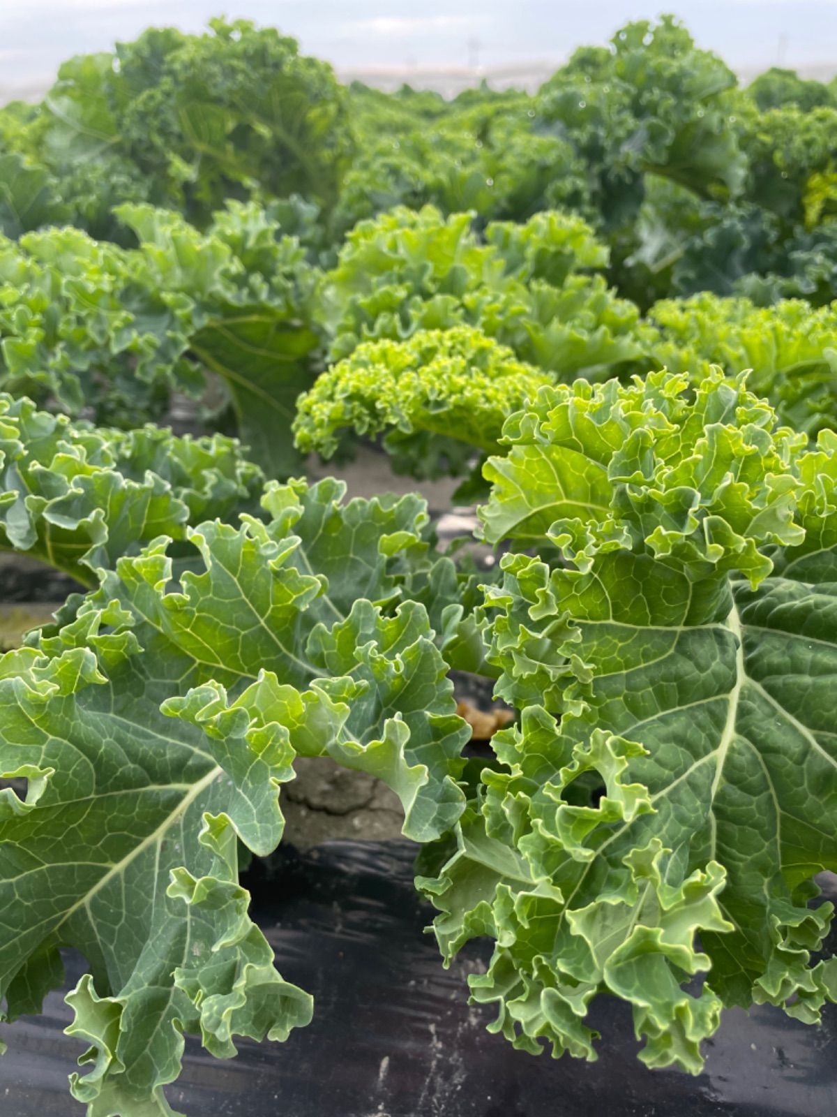 サラダで美味しいカリーノケール！！1Kg！！ - 野菜